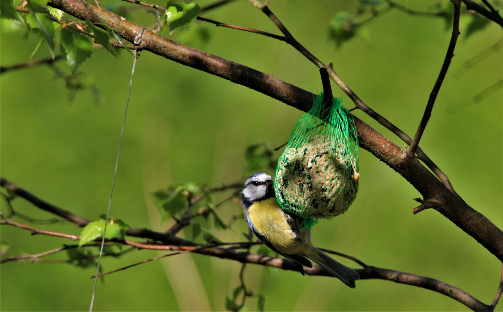 Canon EOS 7D sample photo. Blue tit, tit, songbird photography