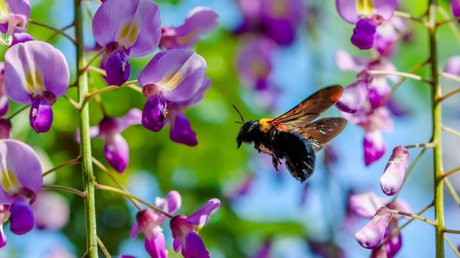 Canon EF 100mm F2.8L Macro IS USM sample photo. Chinese wisteria, bee, insect photography