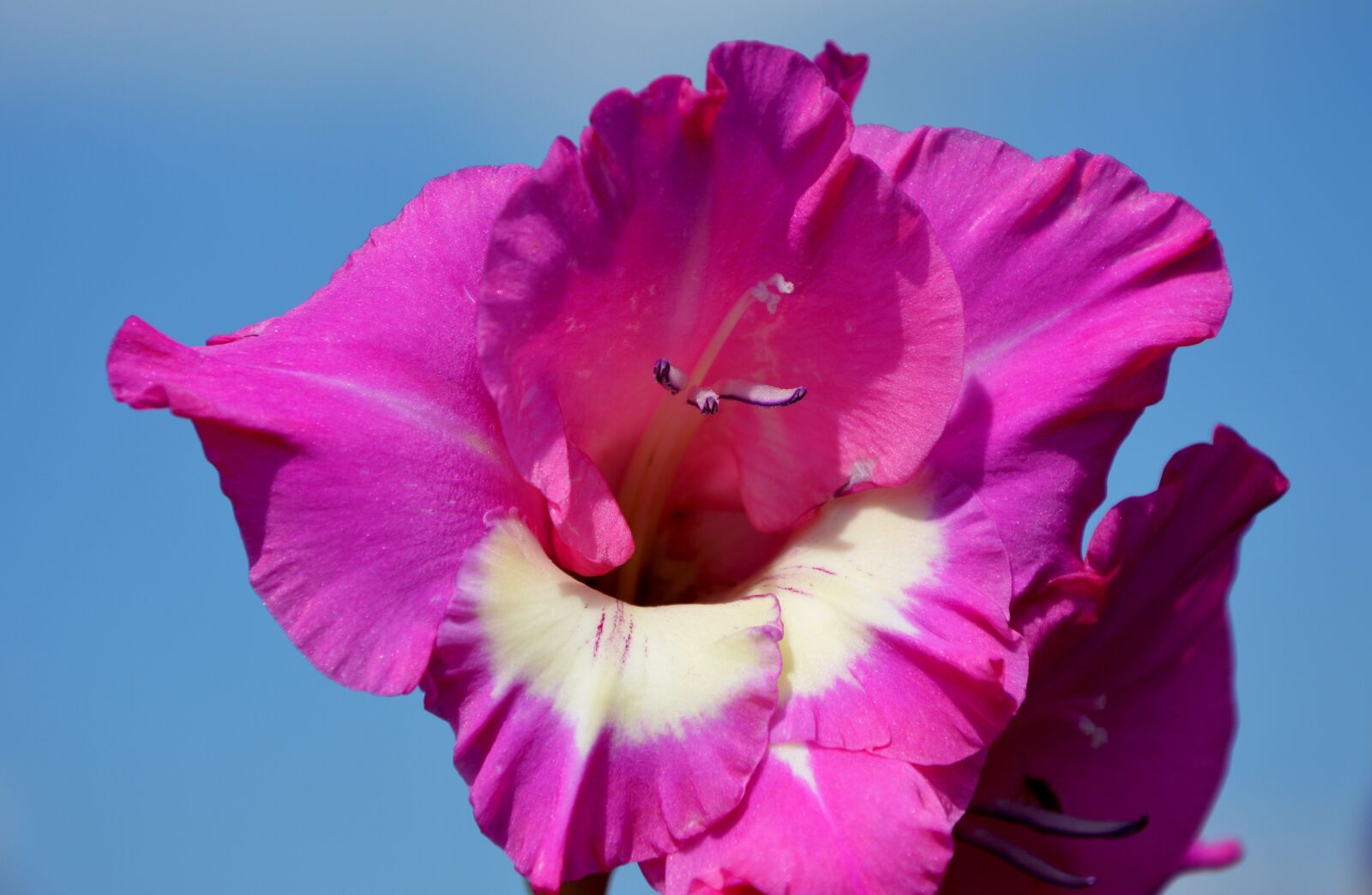 Nikon D3200 sample photo. Gladiolus, gladidus, butterfly greenhouse photography