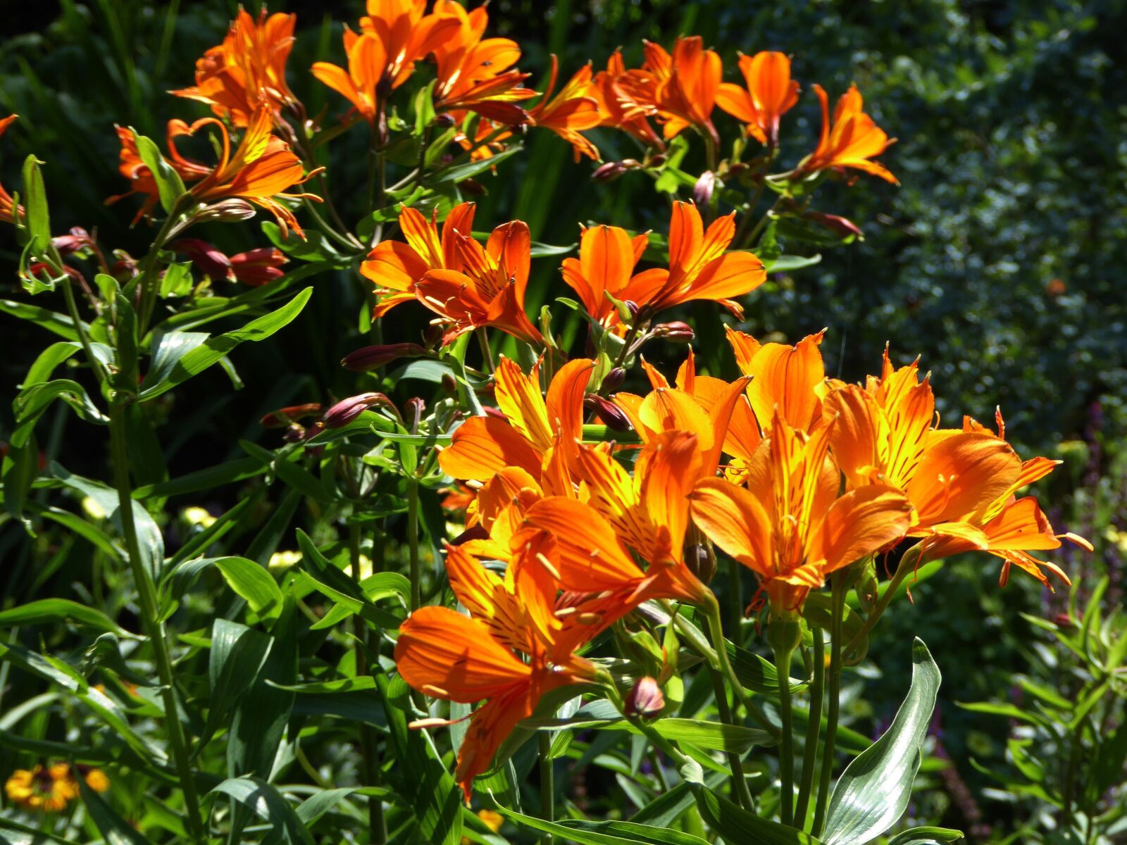 Panasonic DMC-TZ61 sample photo. Lily, spring, blossomed photography