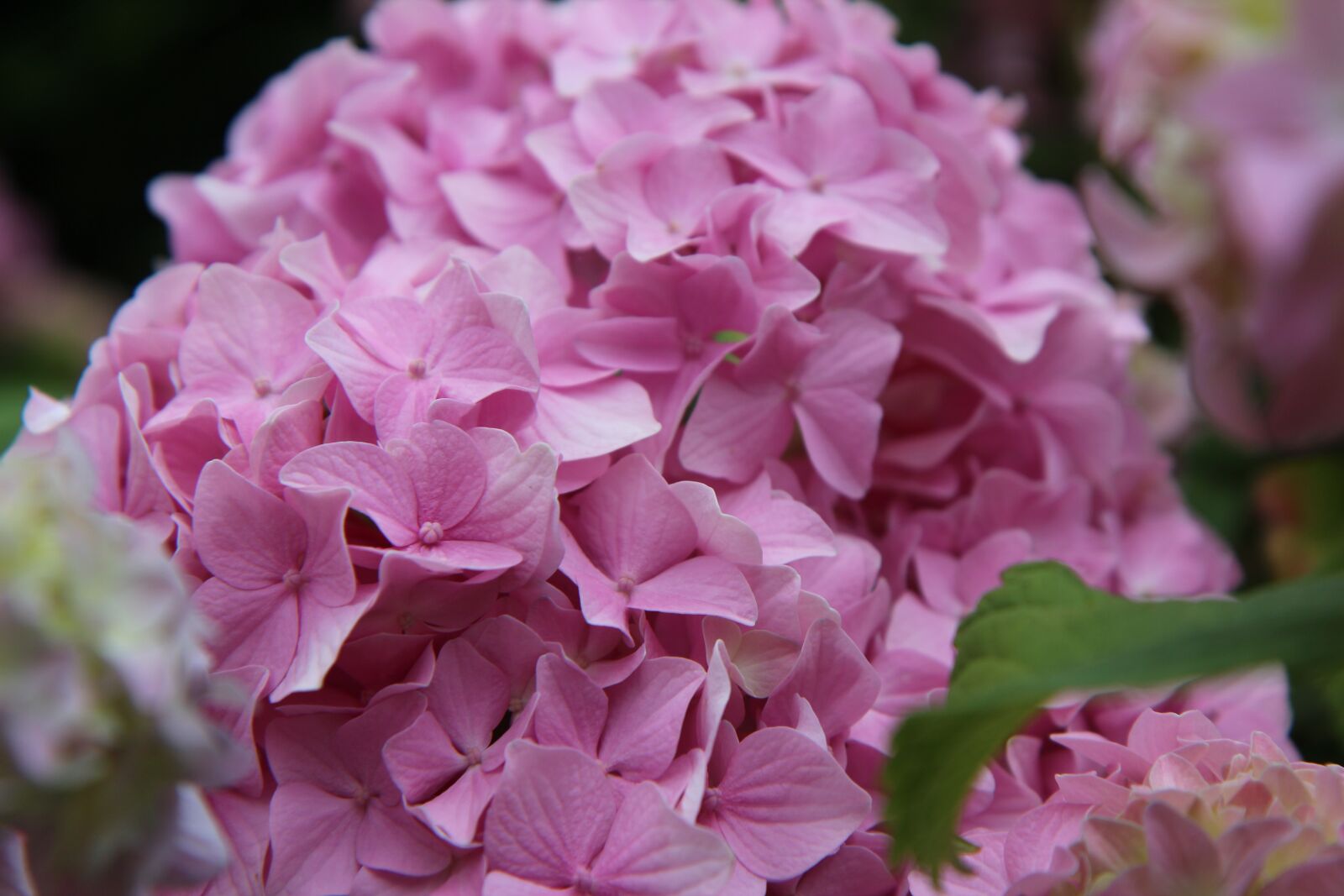Canon EOS 600D (Rebel EOS T3i / EOS Kiss X5) sample photo. Hydrangea, pink hydrangea, flowering photography