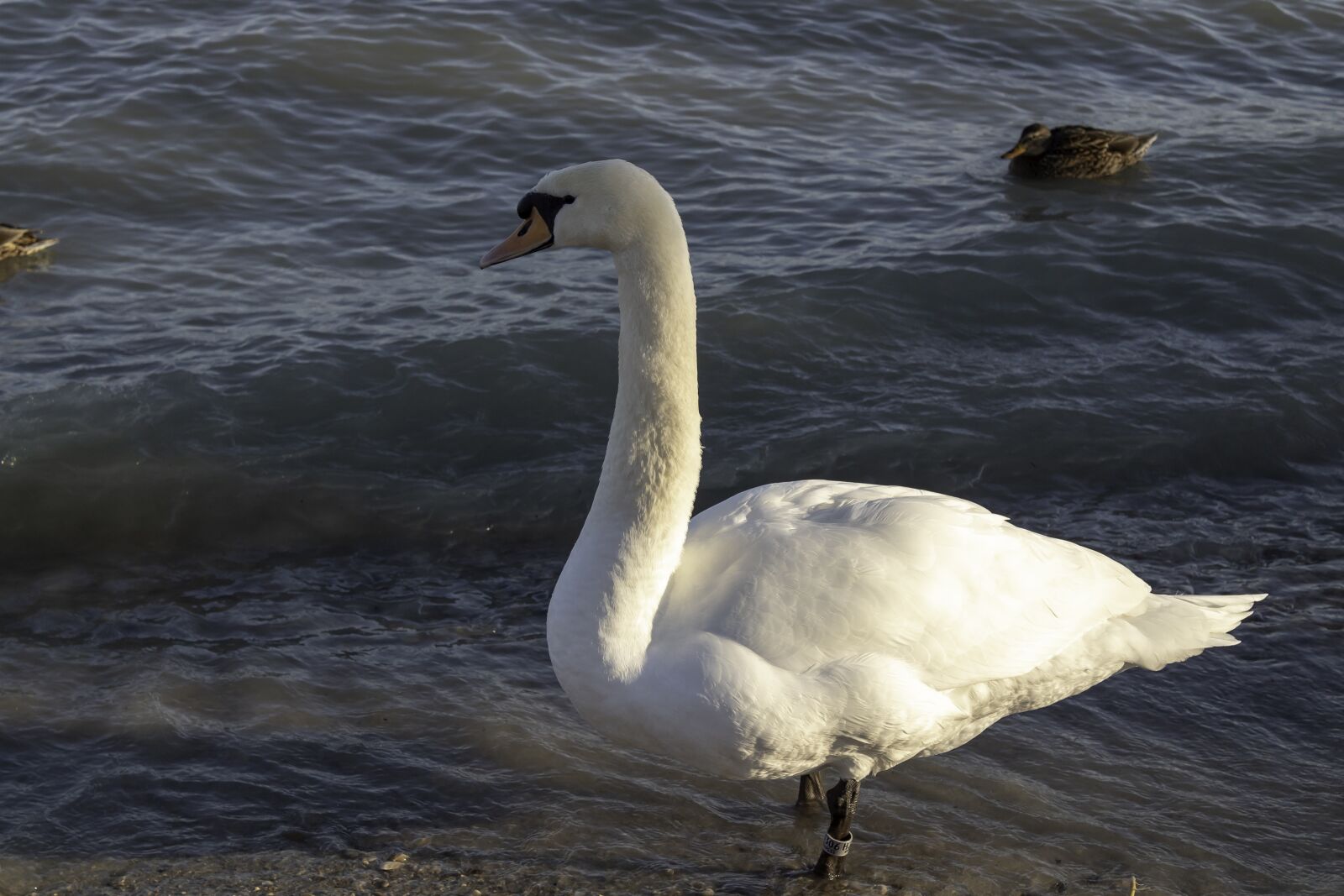 Canon EOS 1300D (EOS Rebel T6 / EOS Kiss X80) sample photo. Swan, cam, water bird photography