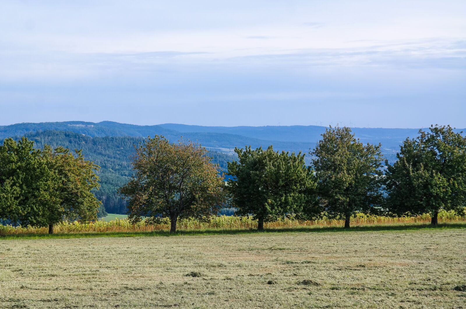 Samsung NX300 sample photo. Trees, row of trees photography