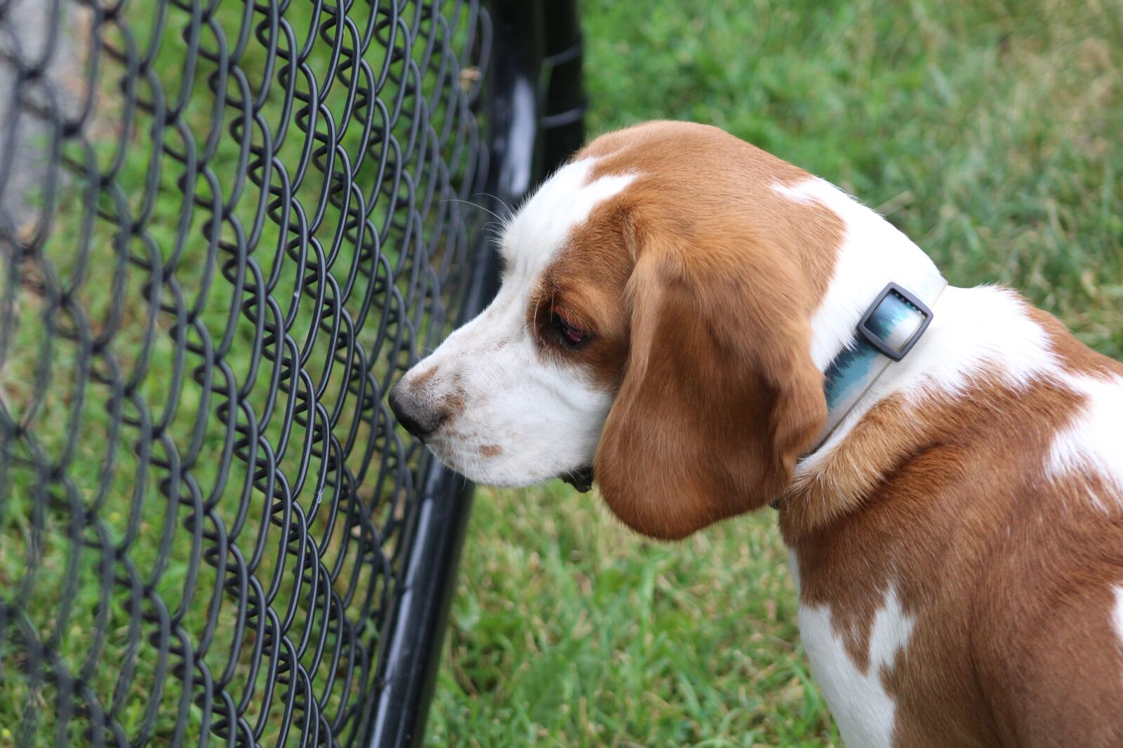 Canon EOS 1300D (EOS Rebel T6 / EOS Kiss X80) sample photo. Dog, beagle, closing photography