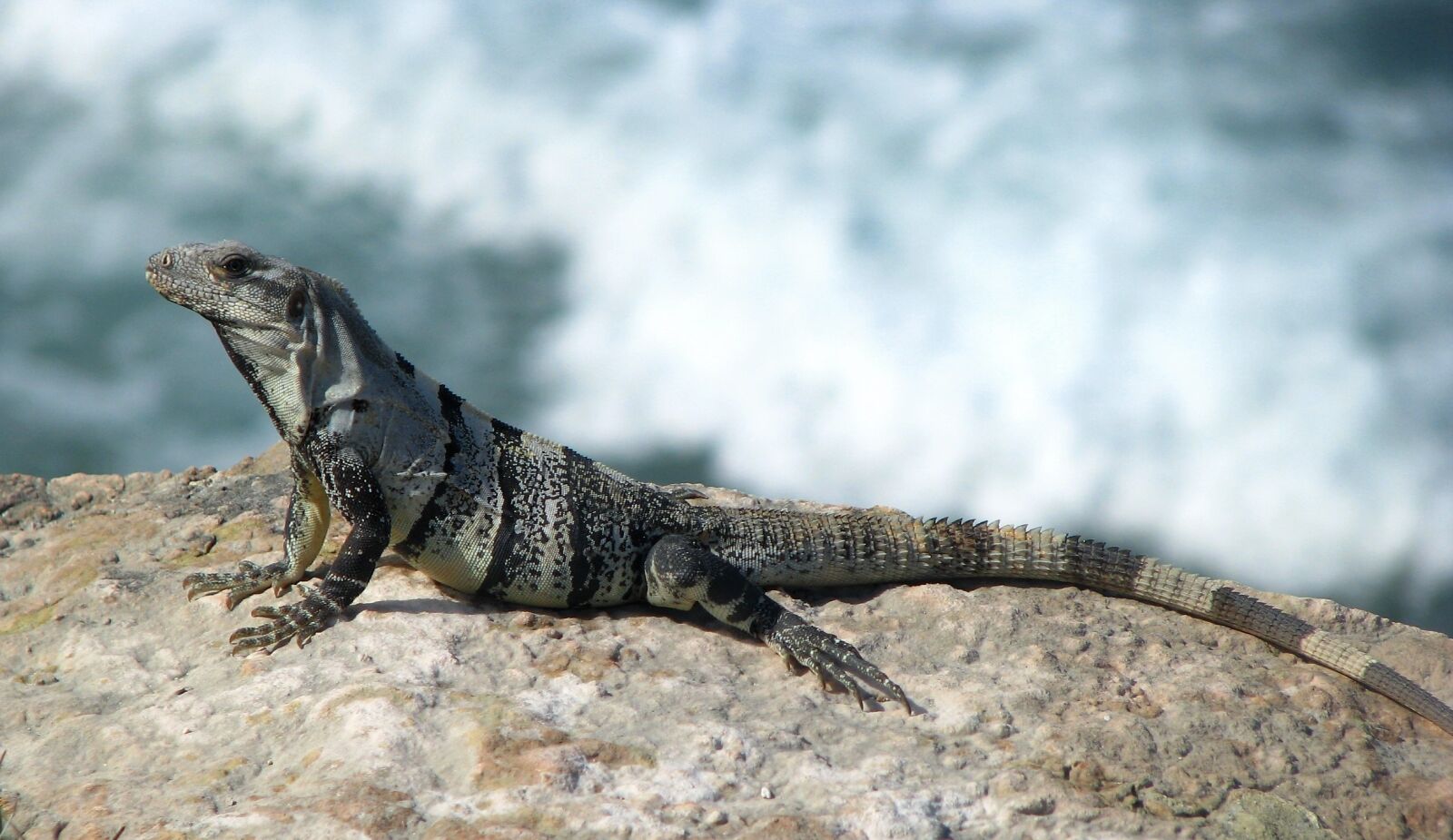 Canon POWERSHOT S5 IS sample photo. Iguana, lizard, reptile photography