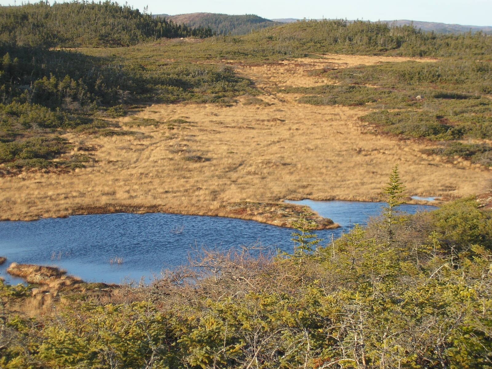 Olympus D555Z,C315Z sample photo. Bog, wetland, swamp photography
