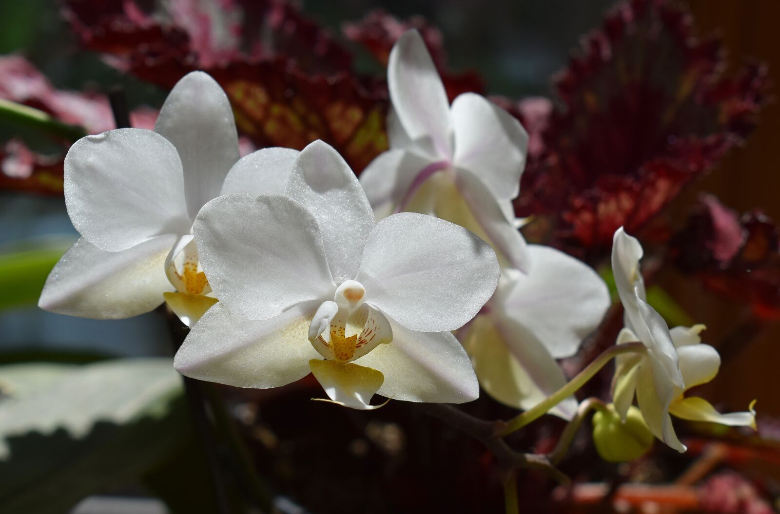 Nikon D3300 sample photo. Hybrid phalaenopsis, phalaenopsis, orchid photography