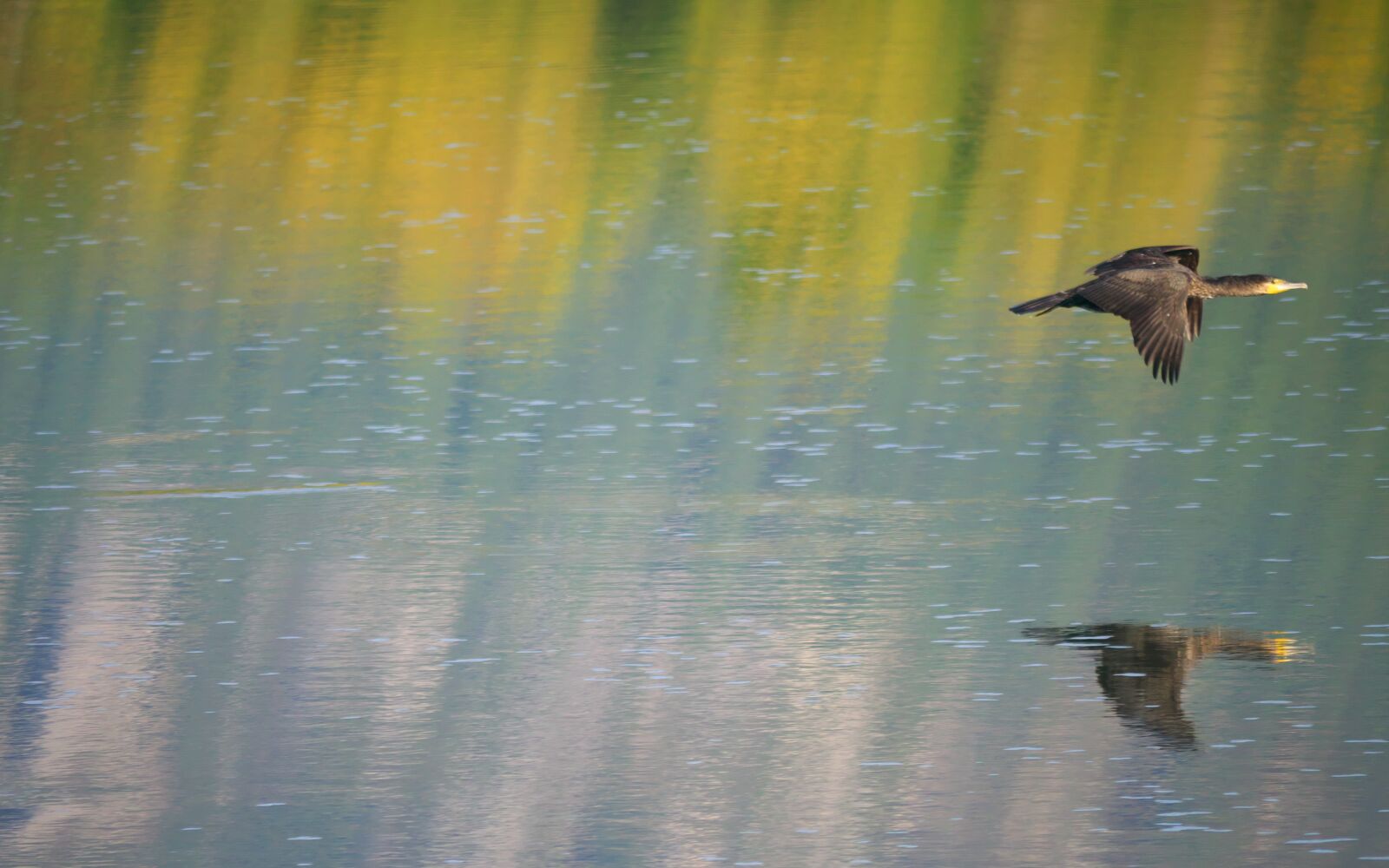 Panasonic Lumix DMC-GX7 sample photo. Nature, cormorant, water photography