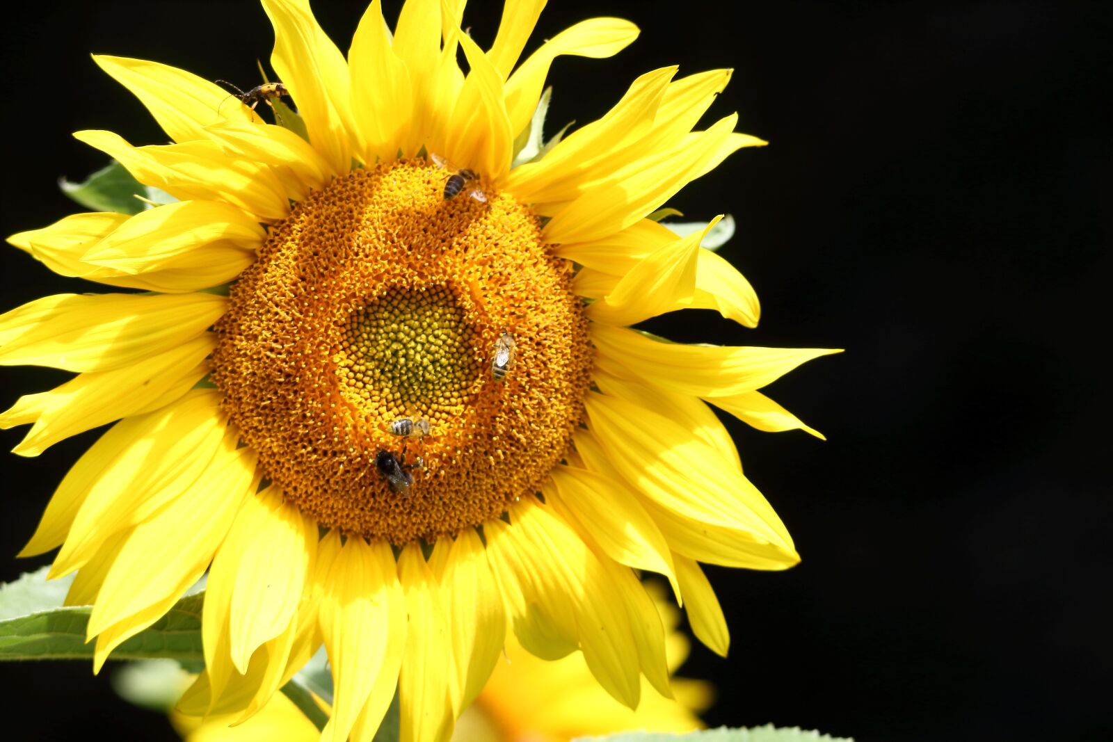 Tamron SP 150-600mm F5-6.3 Di VC USD sample photo. Sunflower, bees, insect photography