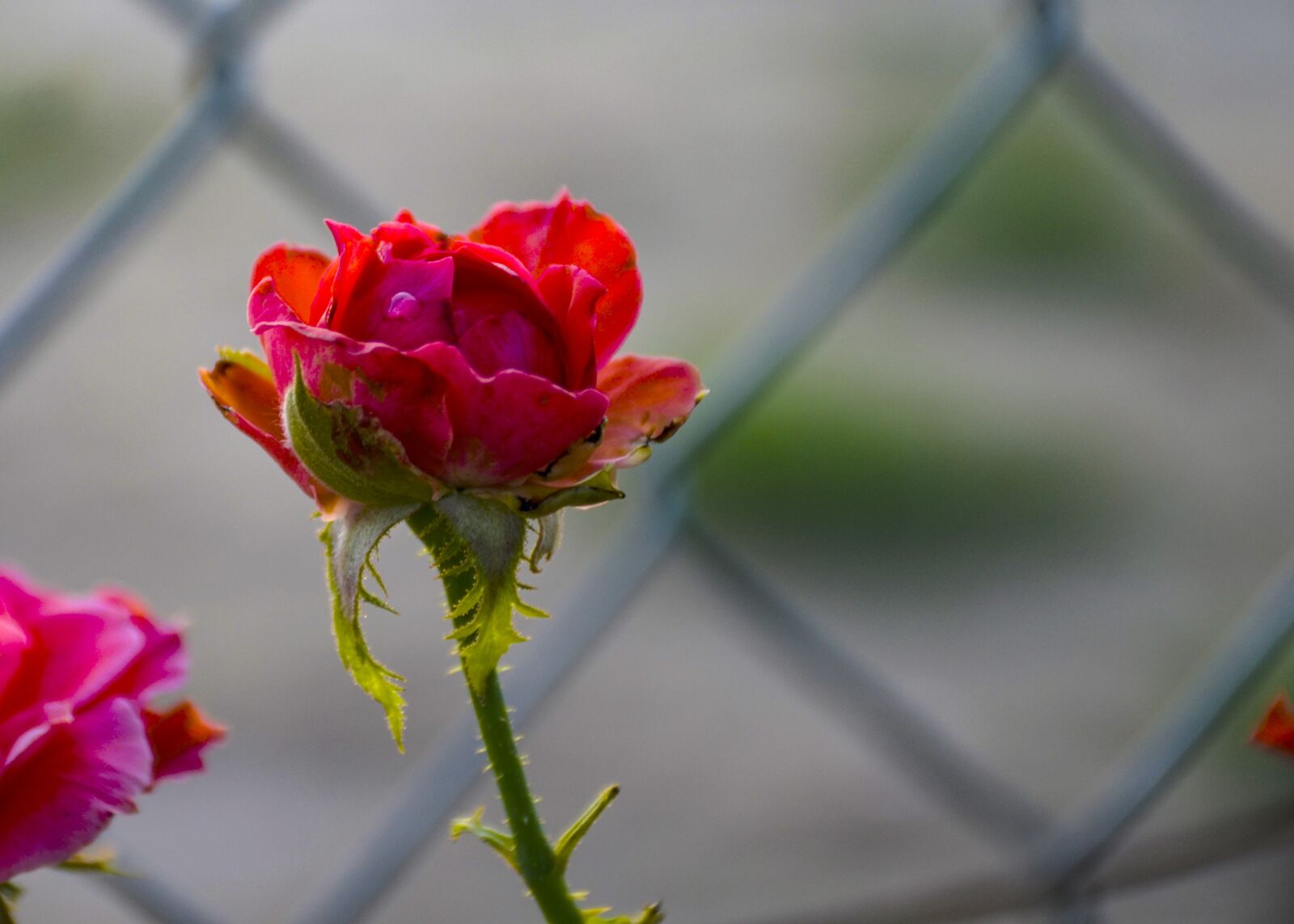 Nikon D7000 sample photo. Red rose, rose, red photography
