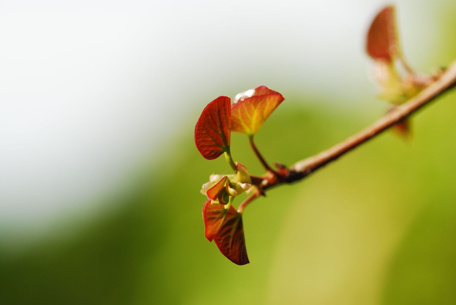 Nikon D80 sample photo. Spring, flower, tree photography