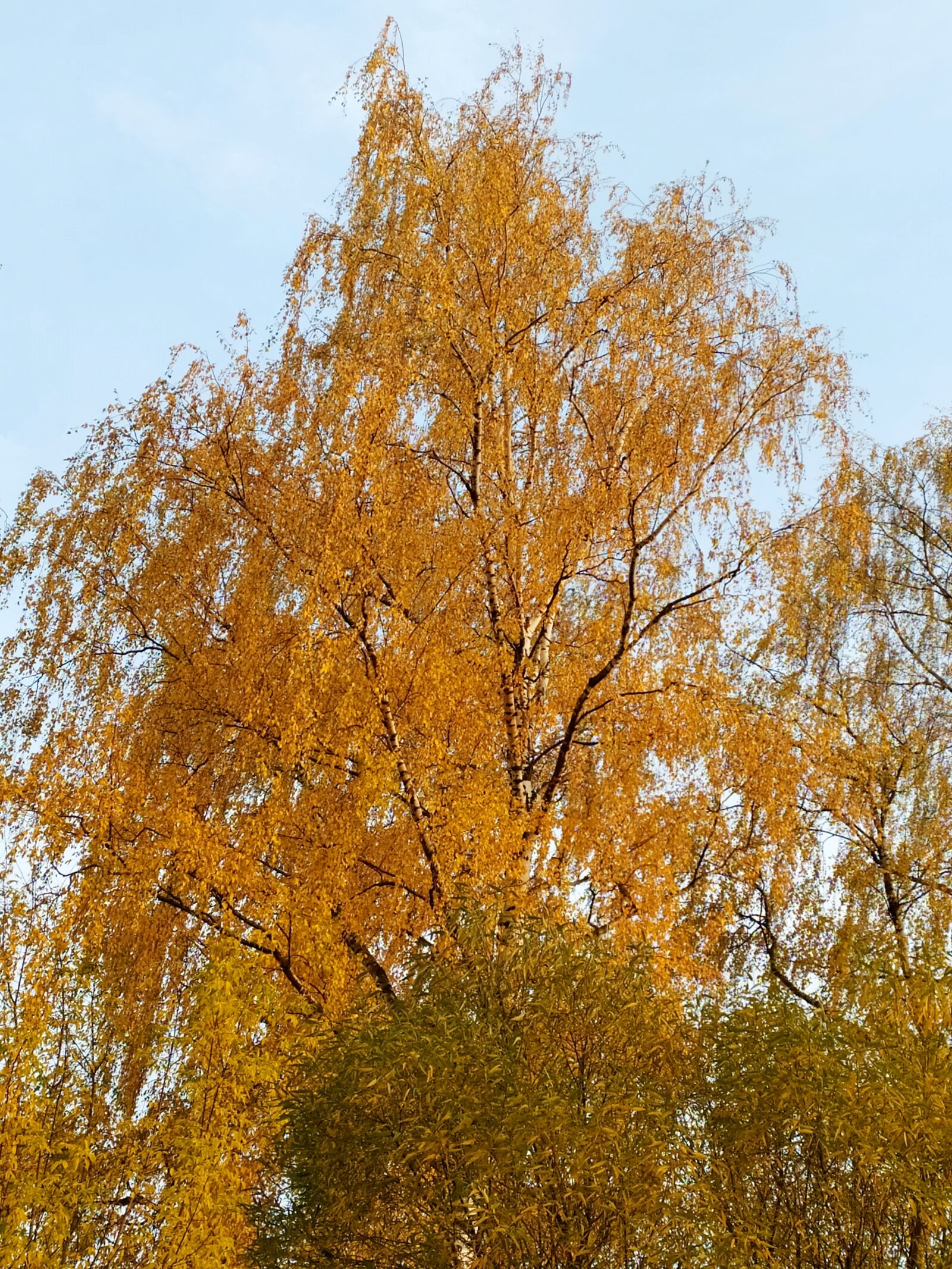 Xiaomi Redmi Note 8T sample photo. Russia, autumn, september photography