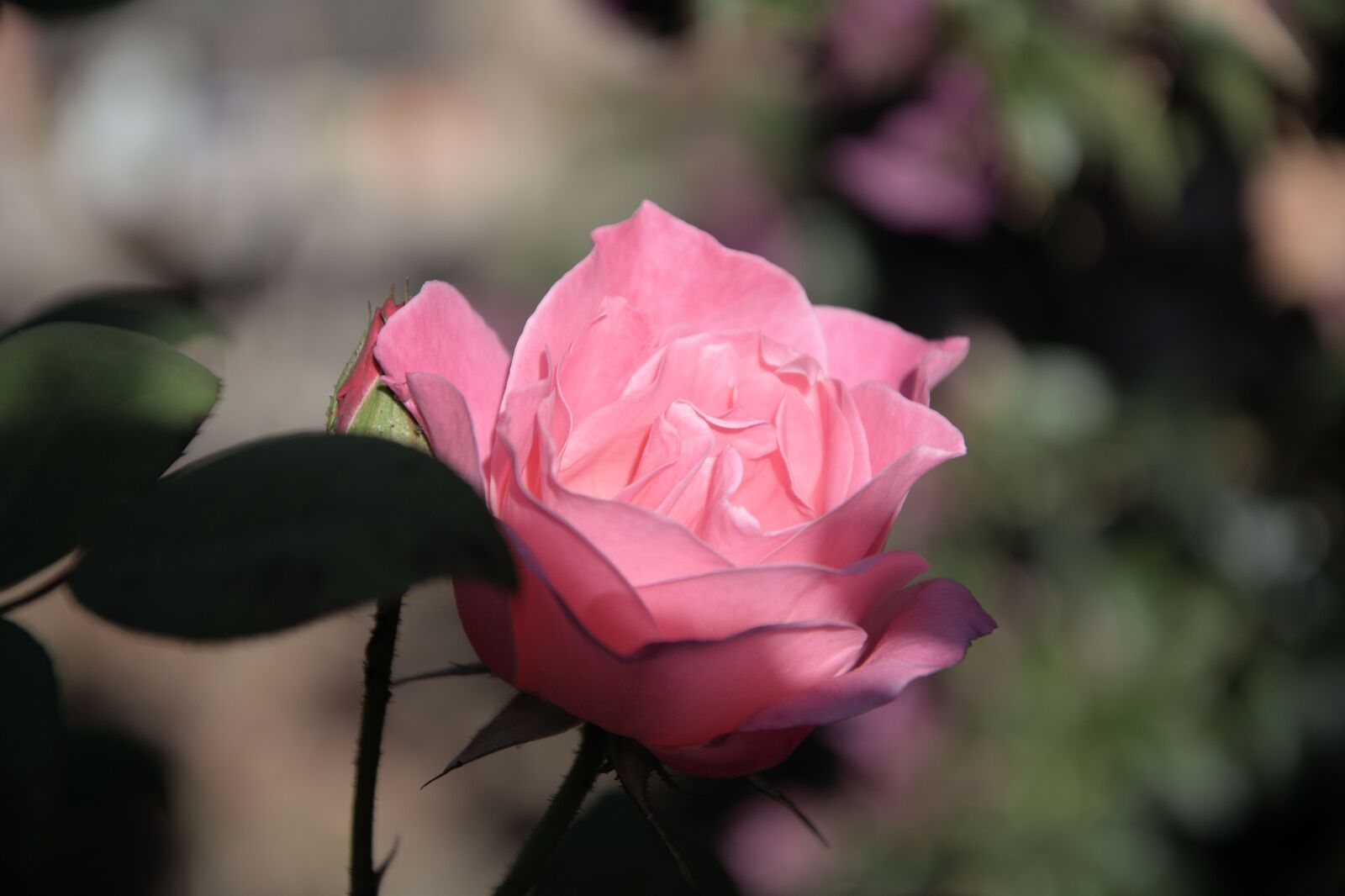 Nikon D5200 sample photo. Iceberg, pink rose, fragrant photography