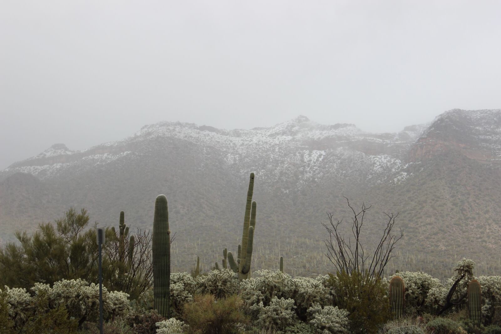 Canon EOS 600D (Rebel EOS T3i / EOS Kiss X5) sample photo. Snow, desert, saguaro photography