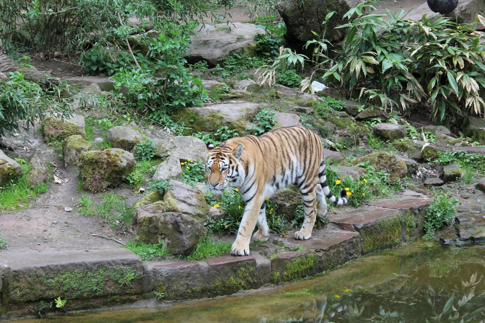 Canon EOS 1100D (EOS Rebel T3 / EOS Kiss X50) sample photo. Tigers, predator, animal portrait photography
