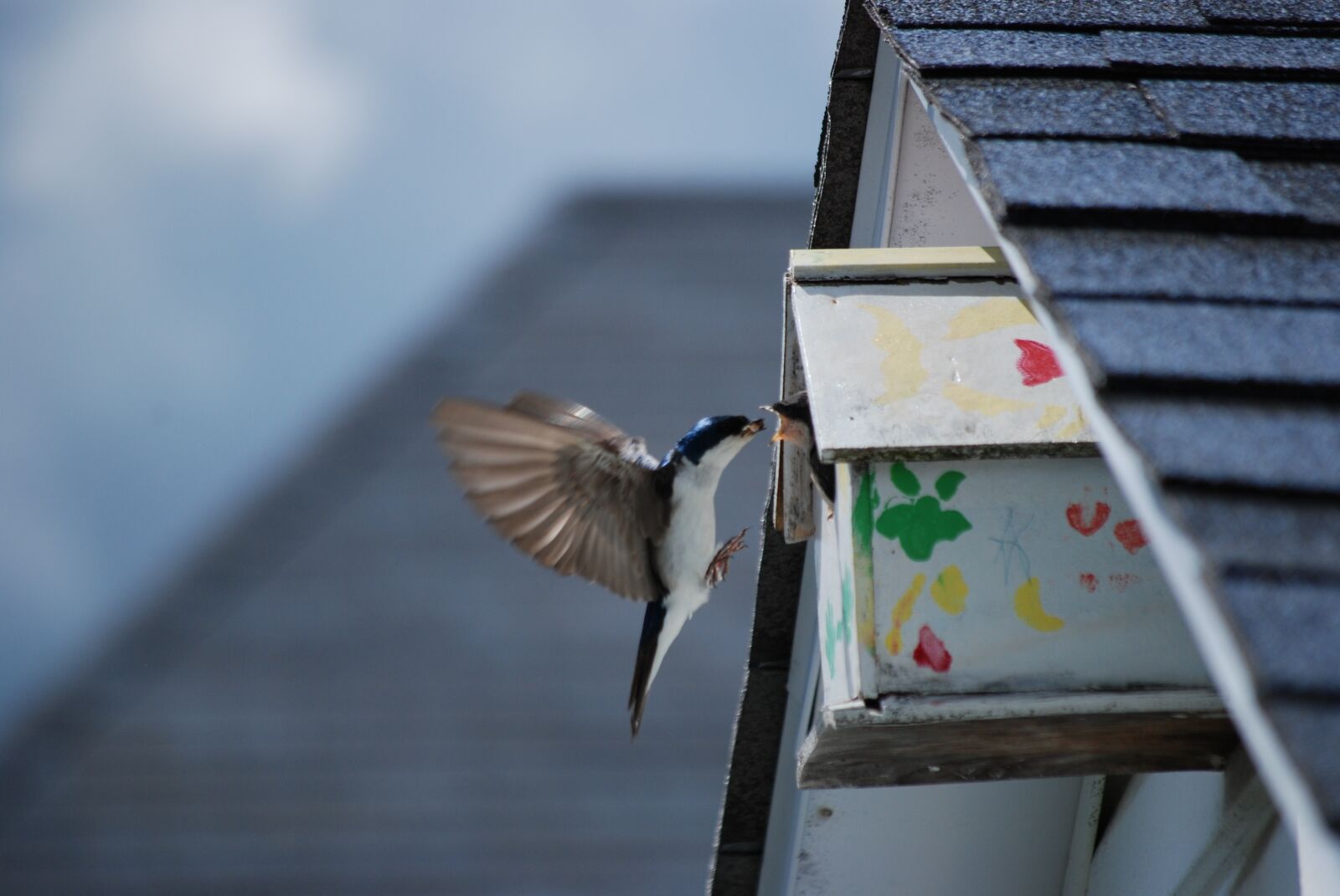 Nikon D80 sample photo. Novelty, bird, nature photography