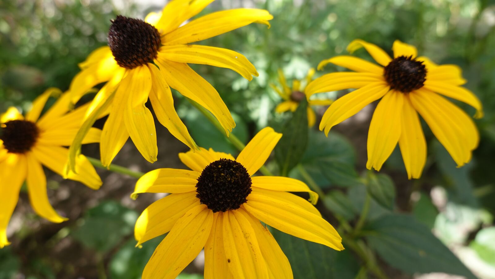 Sony Cyber-shot DSC-RX100 VI sample photo. Rudbeckia, yellow, bloom photography