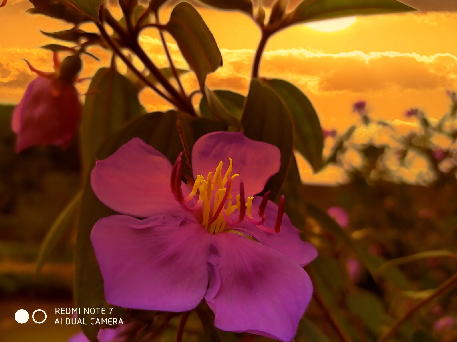 Xiaomi Redmi Note 7 sample photo. Flowers bloom in the photography