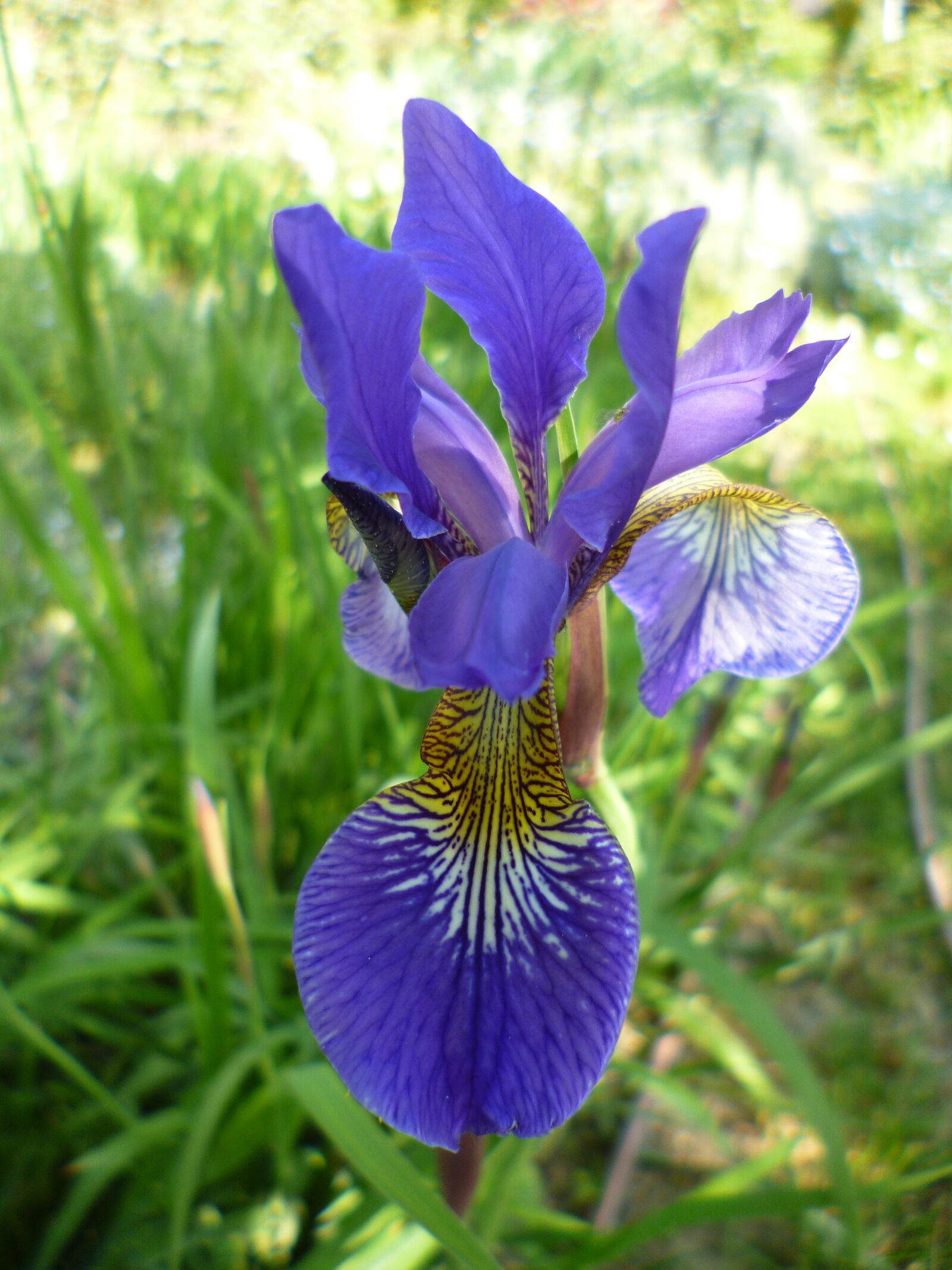 Panasonic DMC-FS40 sample photo. Iris, blossom, bloom photography