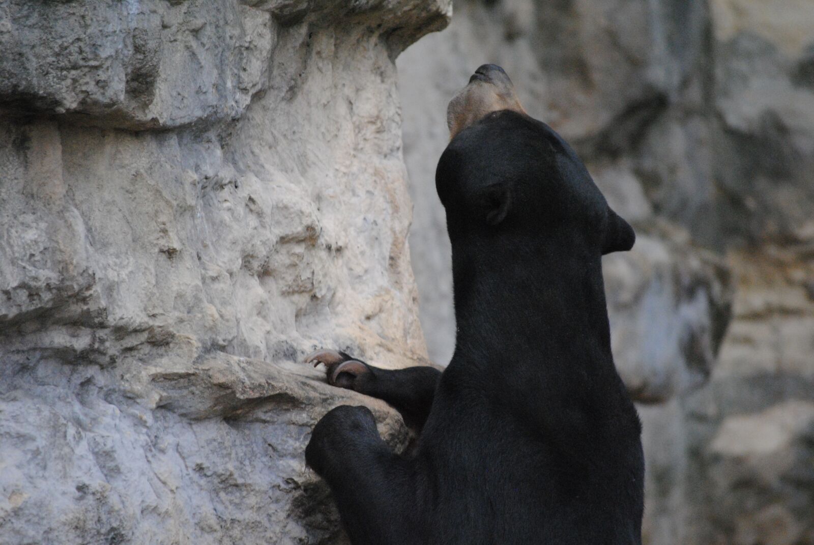 Nikon D3000 sample photo. Black, bear, animal photography
