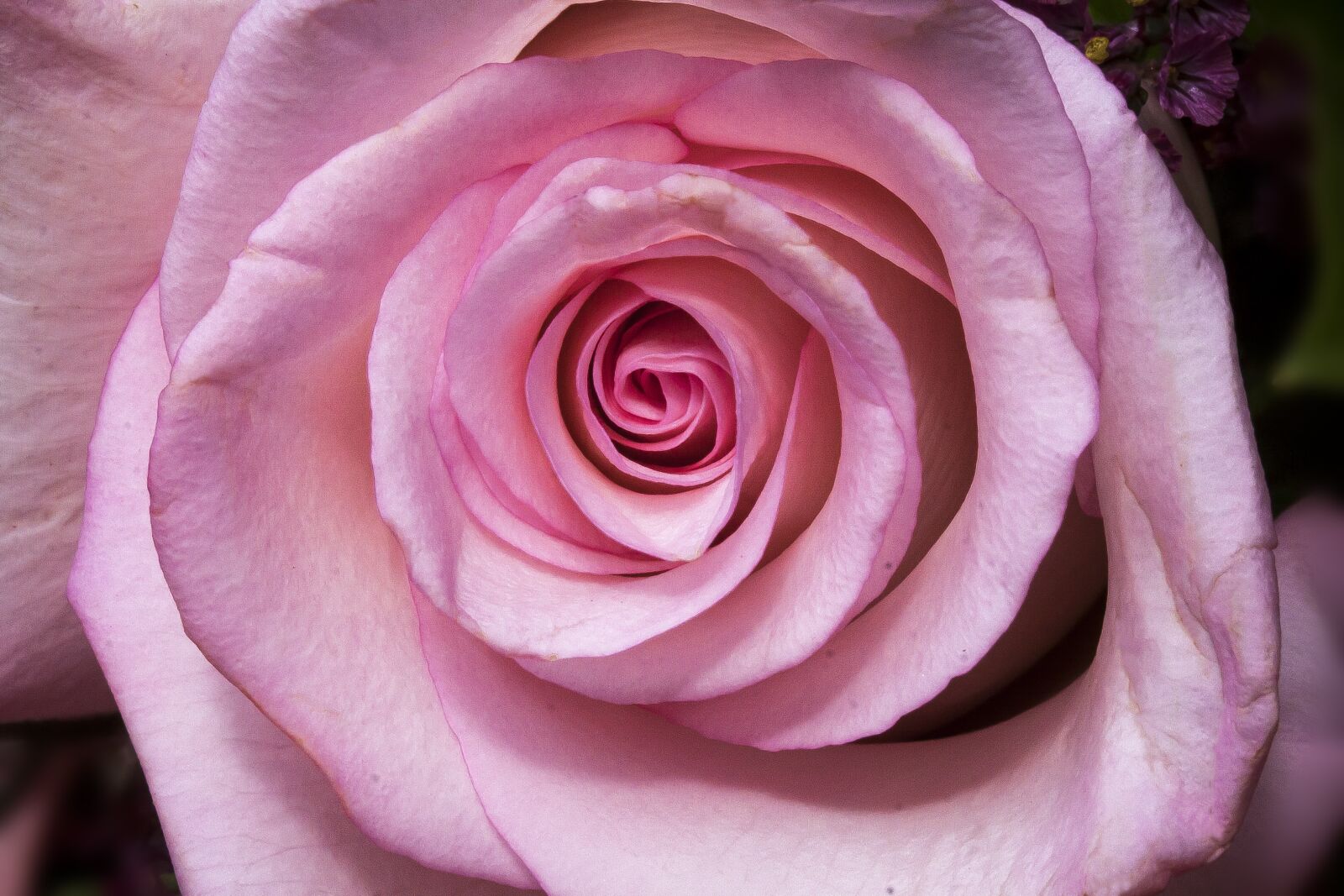 Canon EOS 50D sample photo. Rose, macro, flower photography