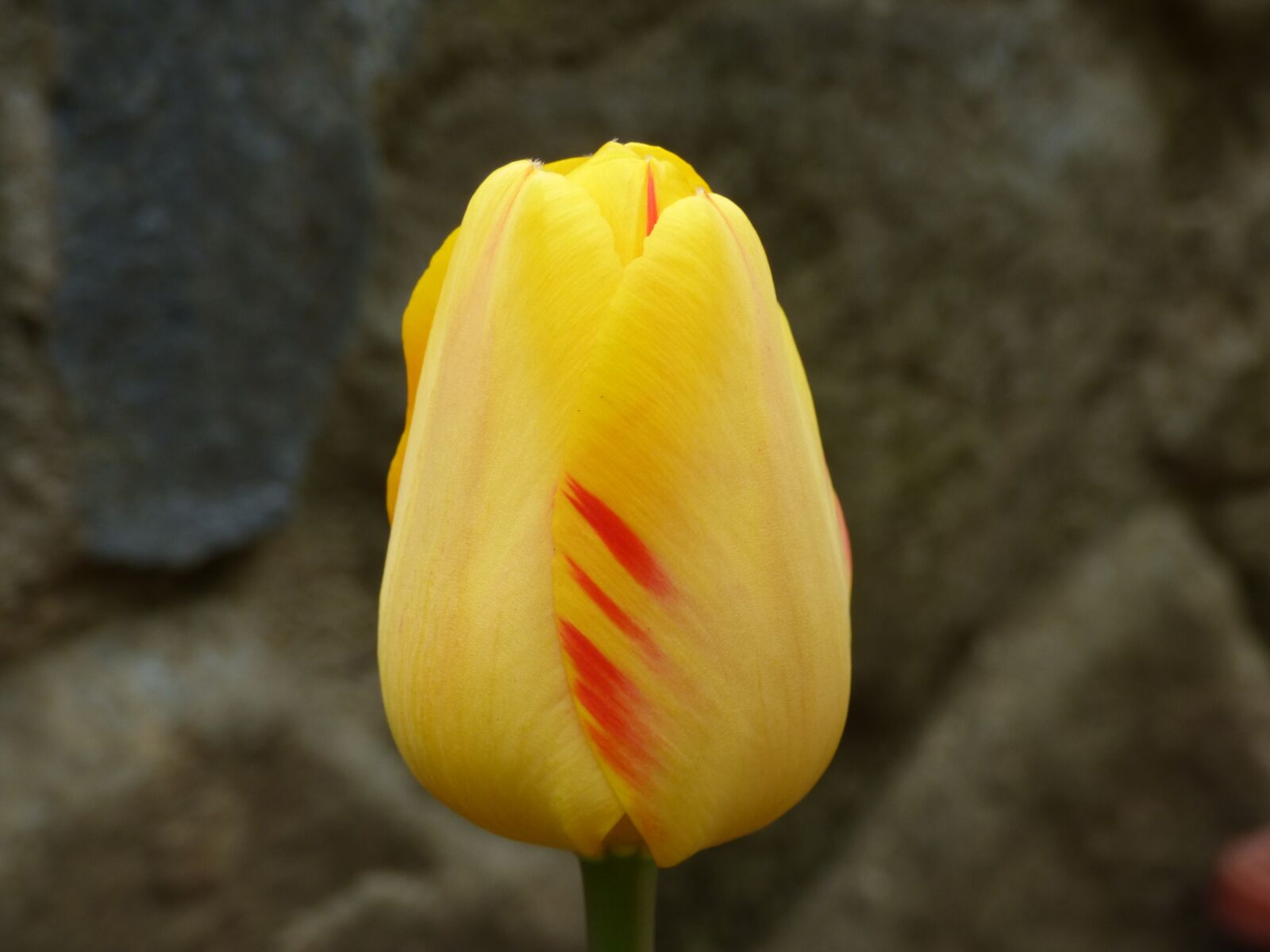 Panasonic DMC-FZ72 sample photo. Tulip, flower, tulips photography