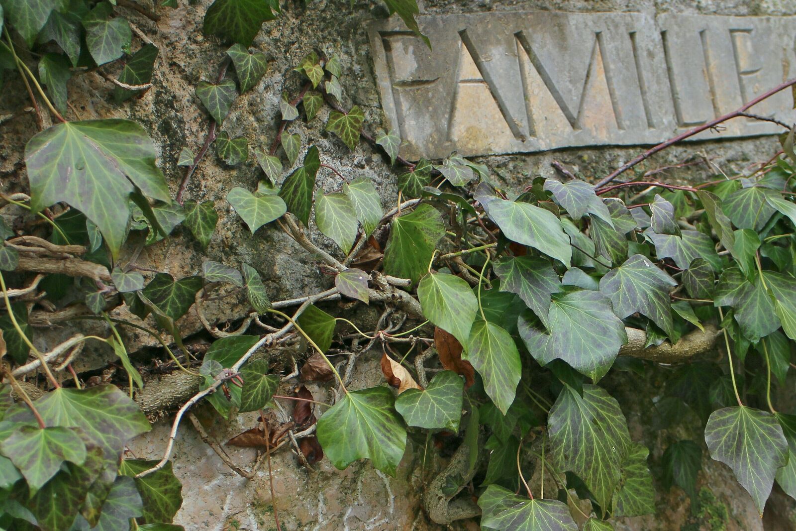 Canon EOS M sample photo. Ivy, stone, lettering photography