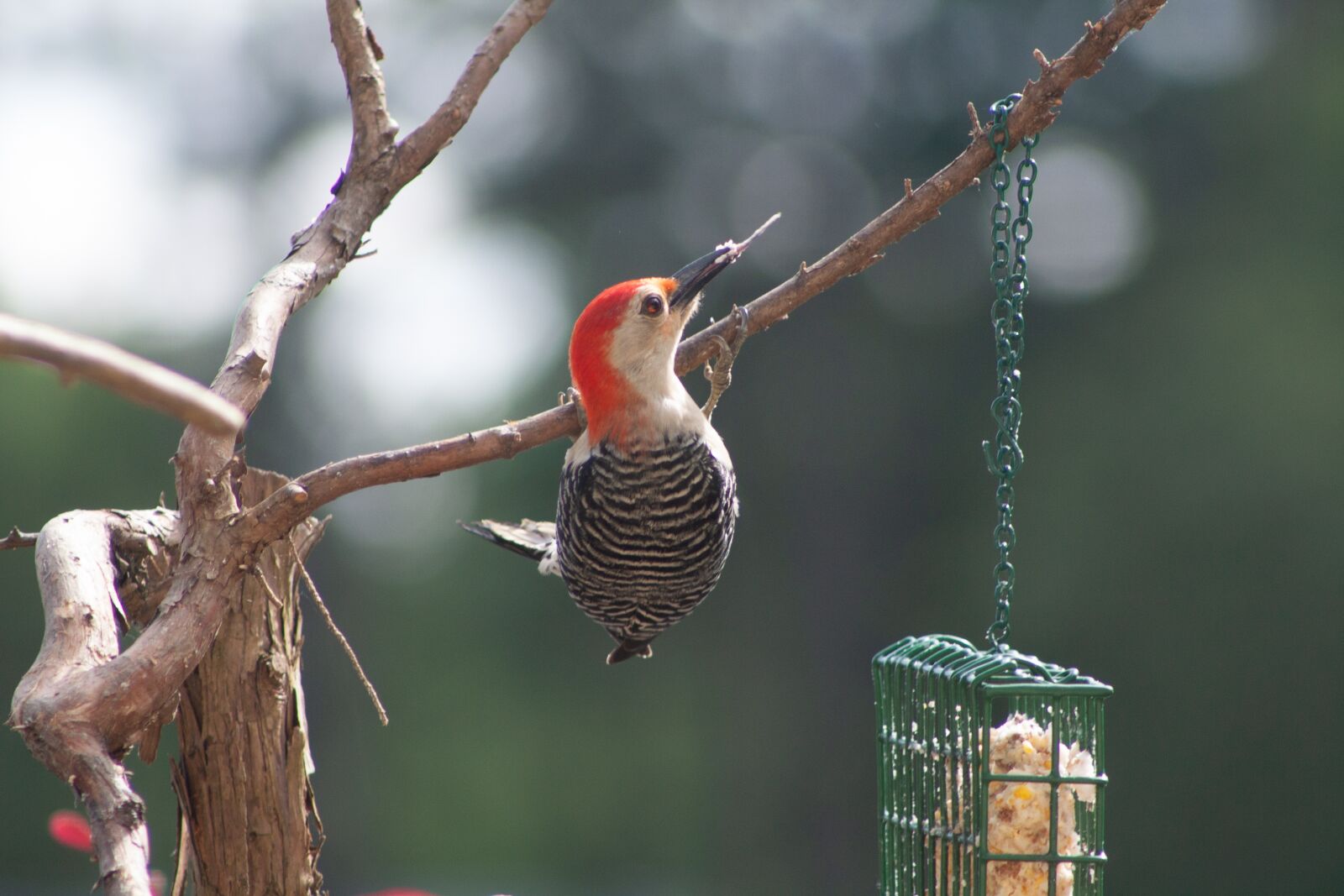 Canon EOS 450D (EOS Rebel XSi / EOS Kiss X2) sample photo. Northern flicker, flicker, woodpecker photography
