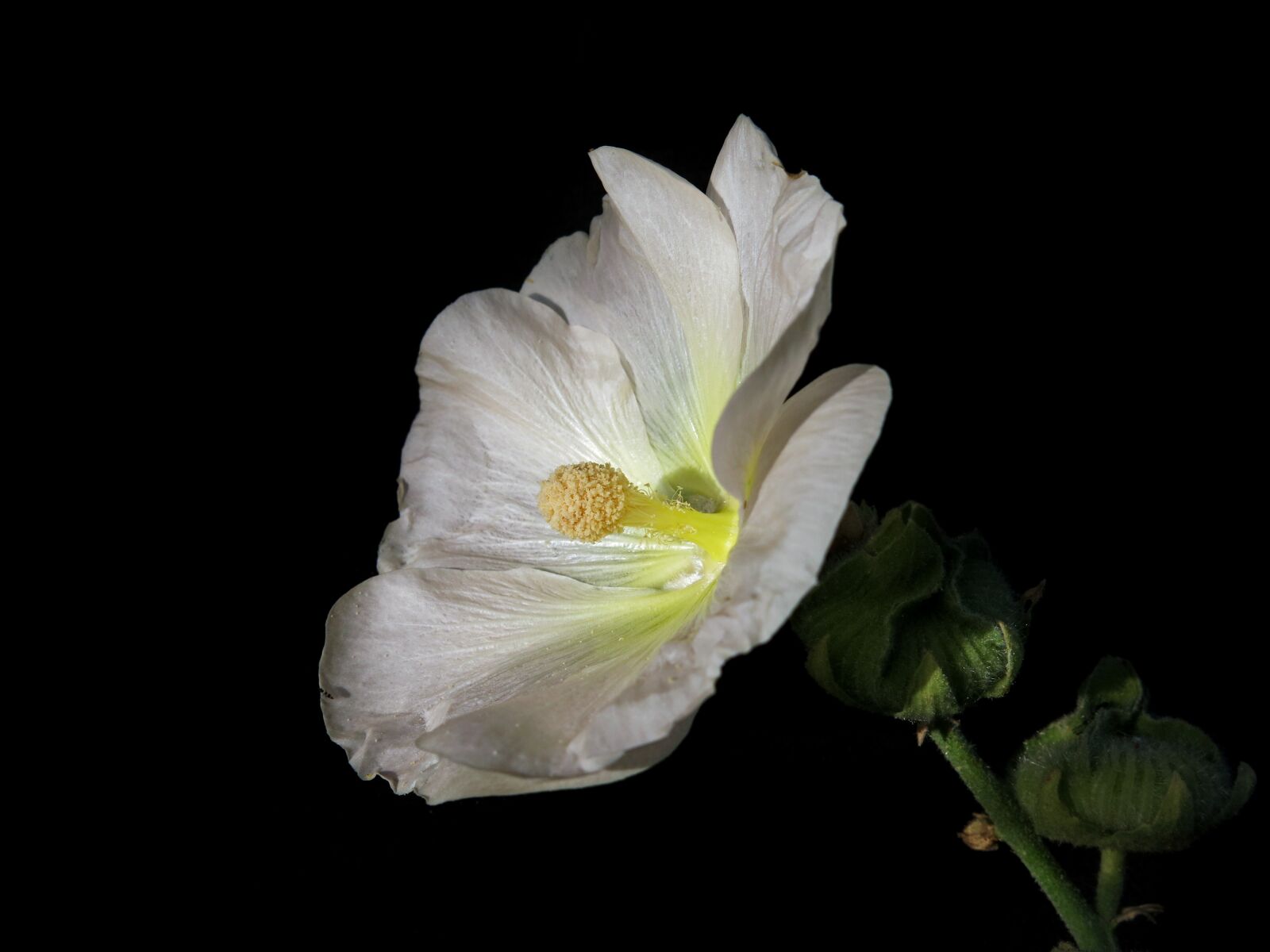 Canon PowerShot G15 sample photo. Stock rose, mallow, flower photography