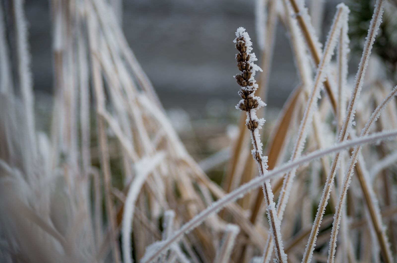 HD Pentax DA 55-300mm F4.0-5.8 ED WR sample photo. Nature, frost, plant photography