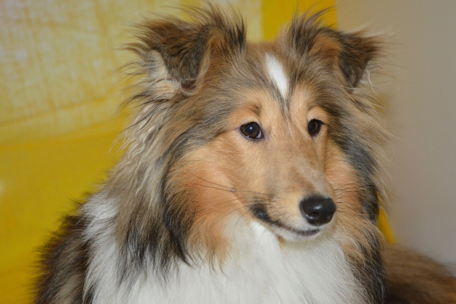 Nikon D5200 sample photo. Dog, bitch, shetland sheepdog photography