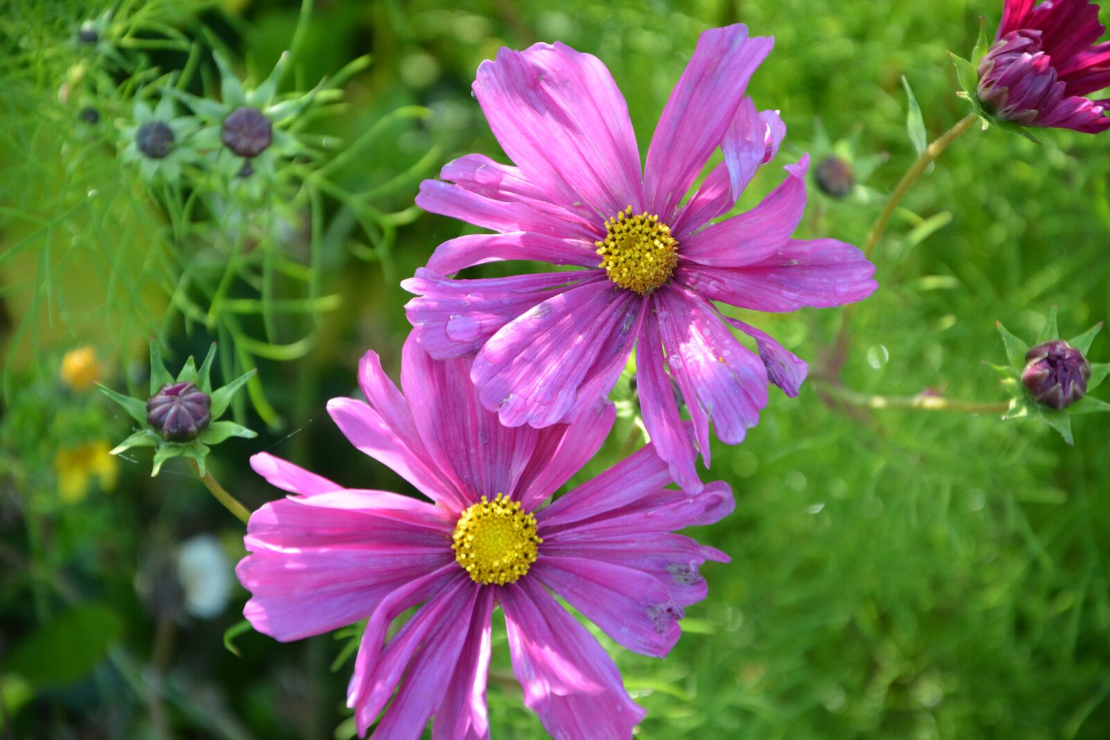 Nikon D5200 sample photo. Pink flowers fuchsia, flowers photography