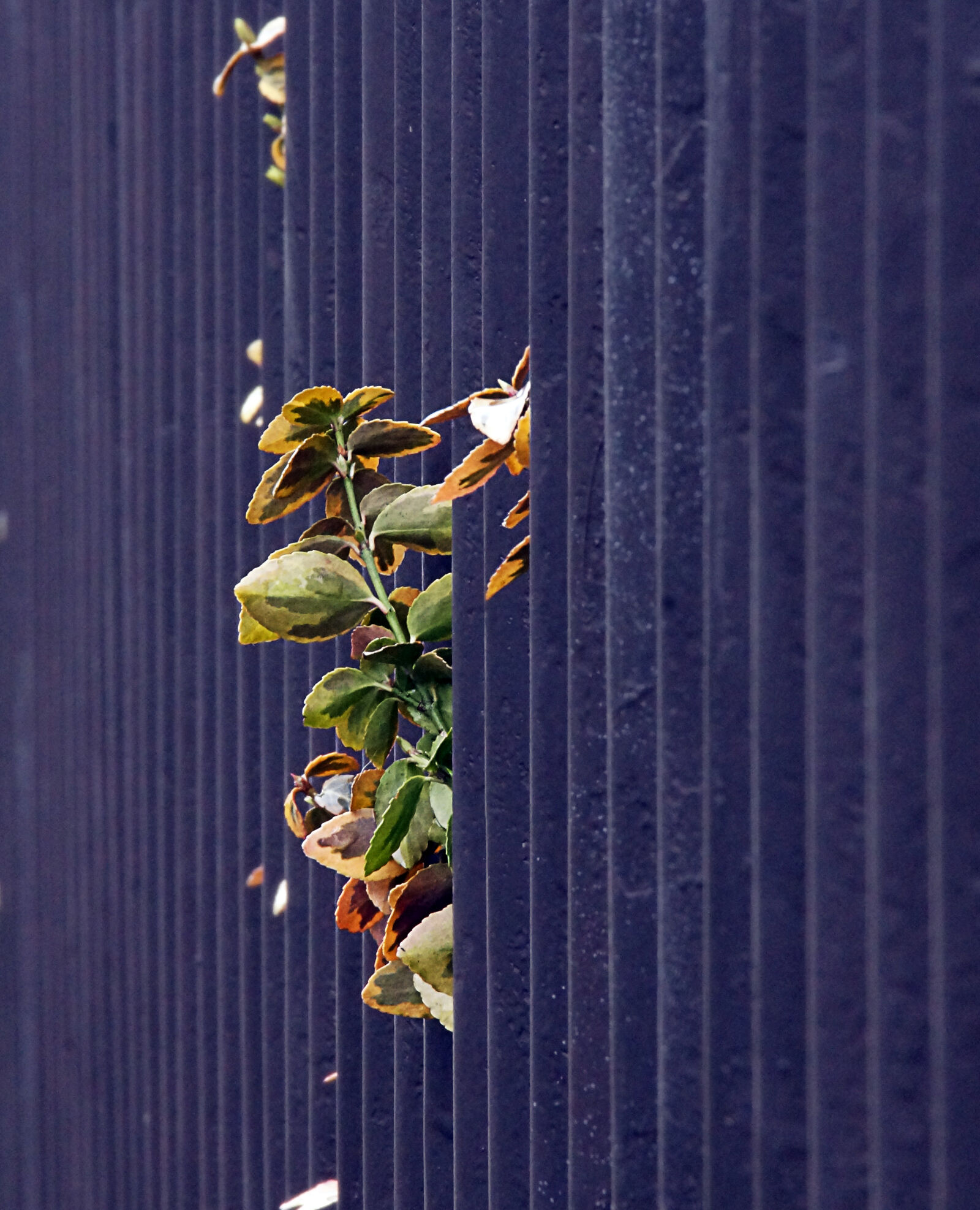Sony DT 18-200mm F3.5-6.3 sample photo. Fence, plants, spring photography