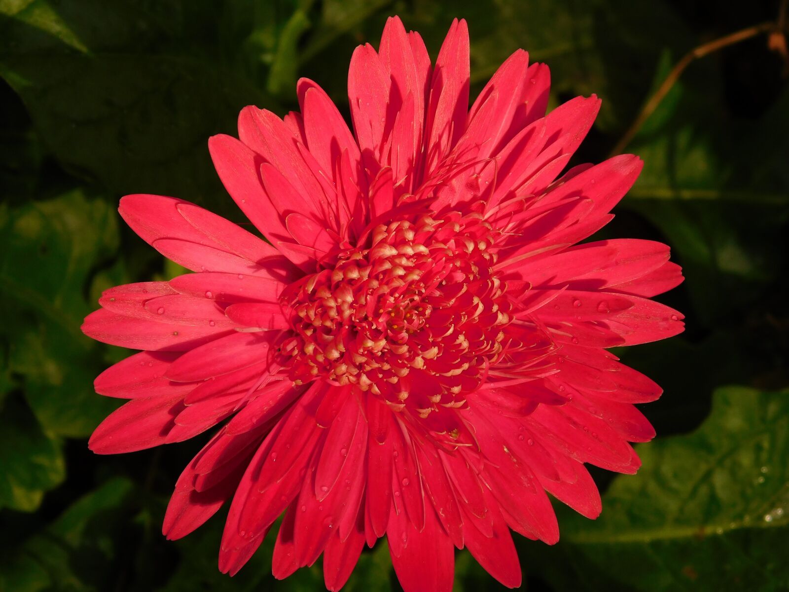 Nikon Coolpix L840 sample photo. Flower, red, green photography