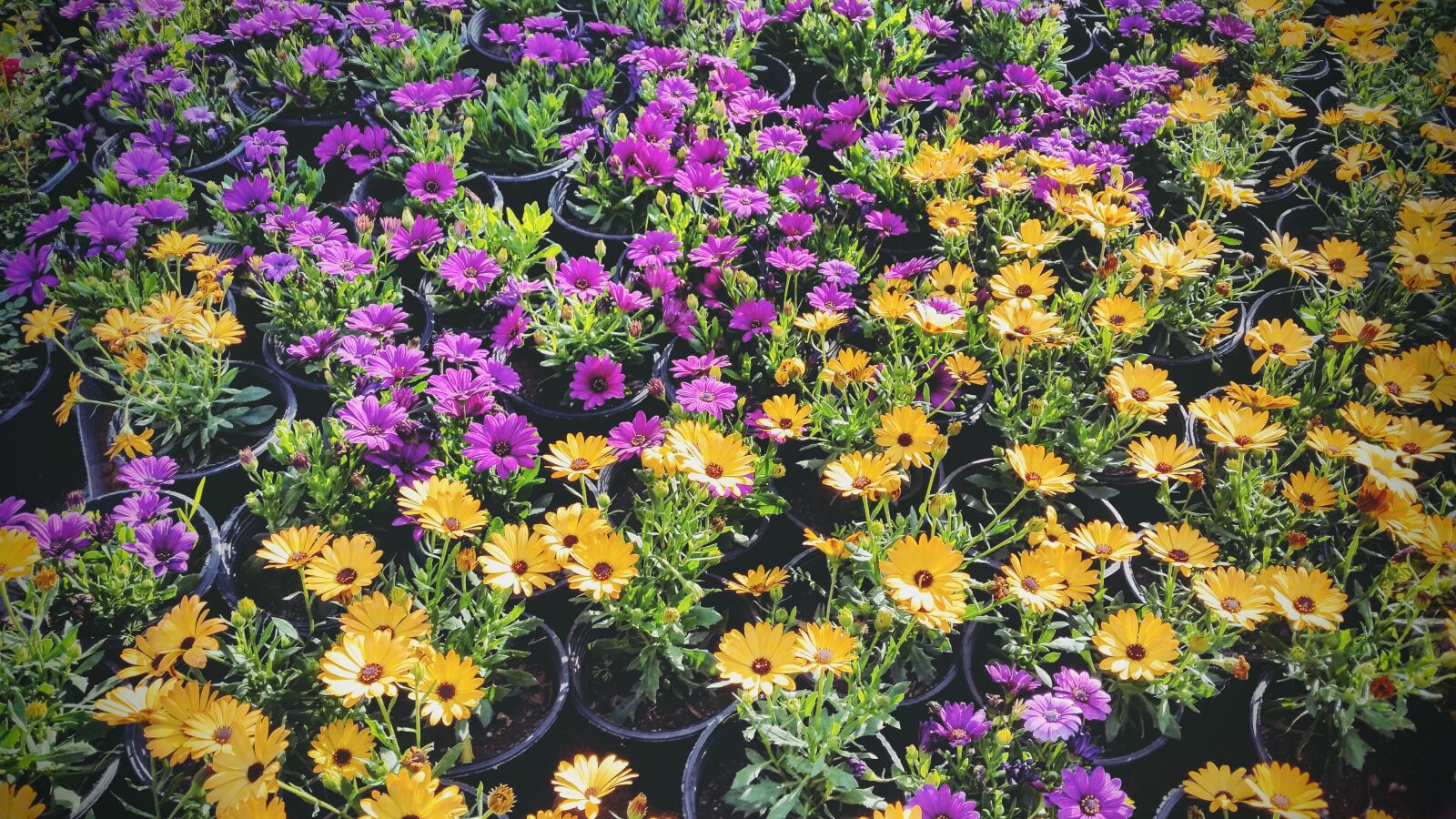 Samsung Galaxy S5 sample photo. Spring, flowers, pink photography