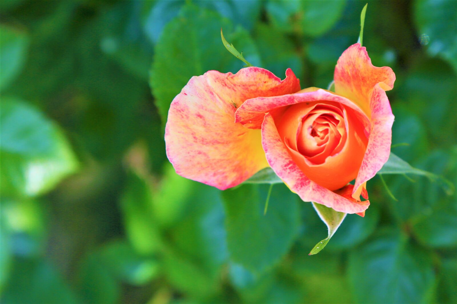 Canon EOS 5D Mark III sample photo. Rose, spring, nature photography