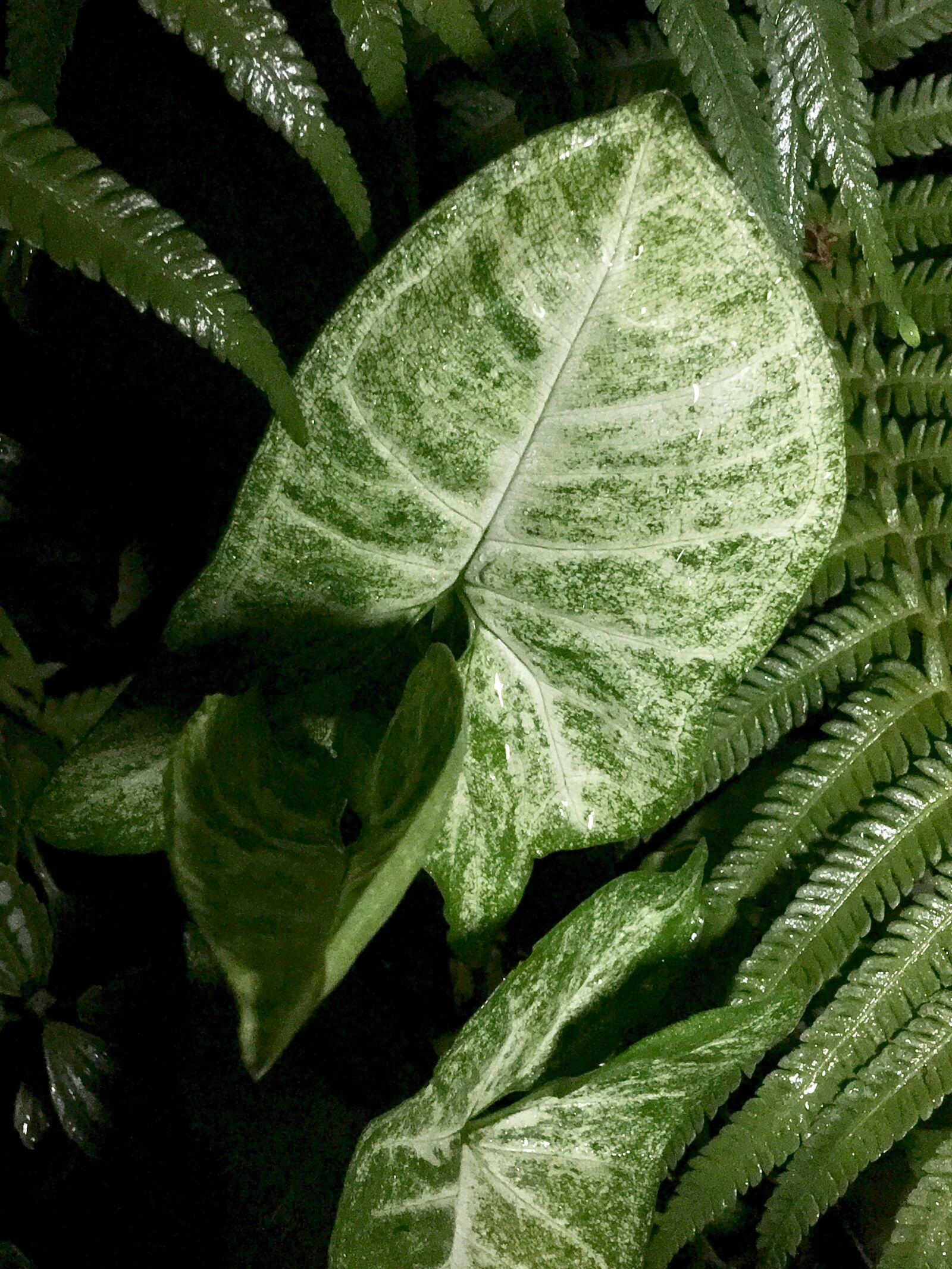 Apple iPhone 6s Plus sample photo. Leaves, green, green leaves photography