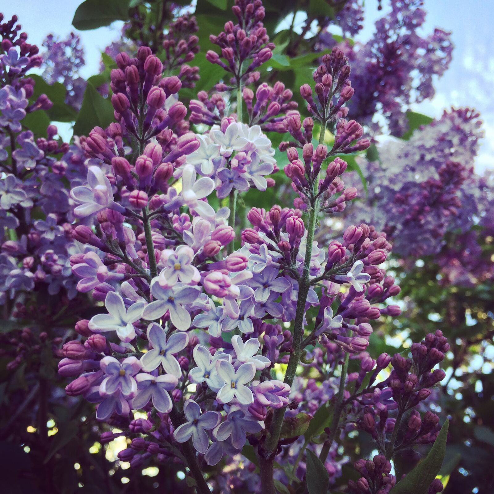 iPhone 5s back camera 4.15mm f/2.2 sample photo. Lilac, summer, nature photography