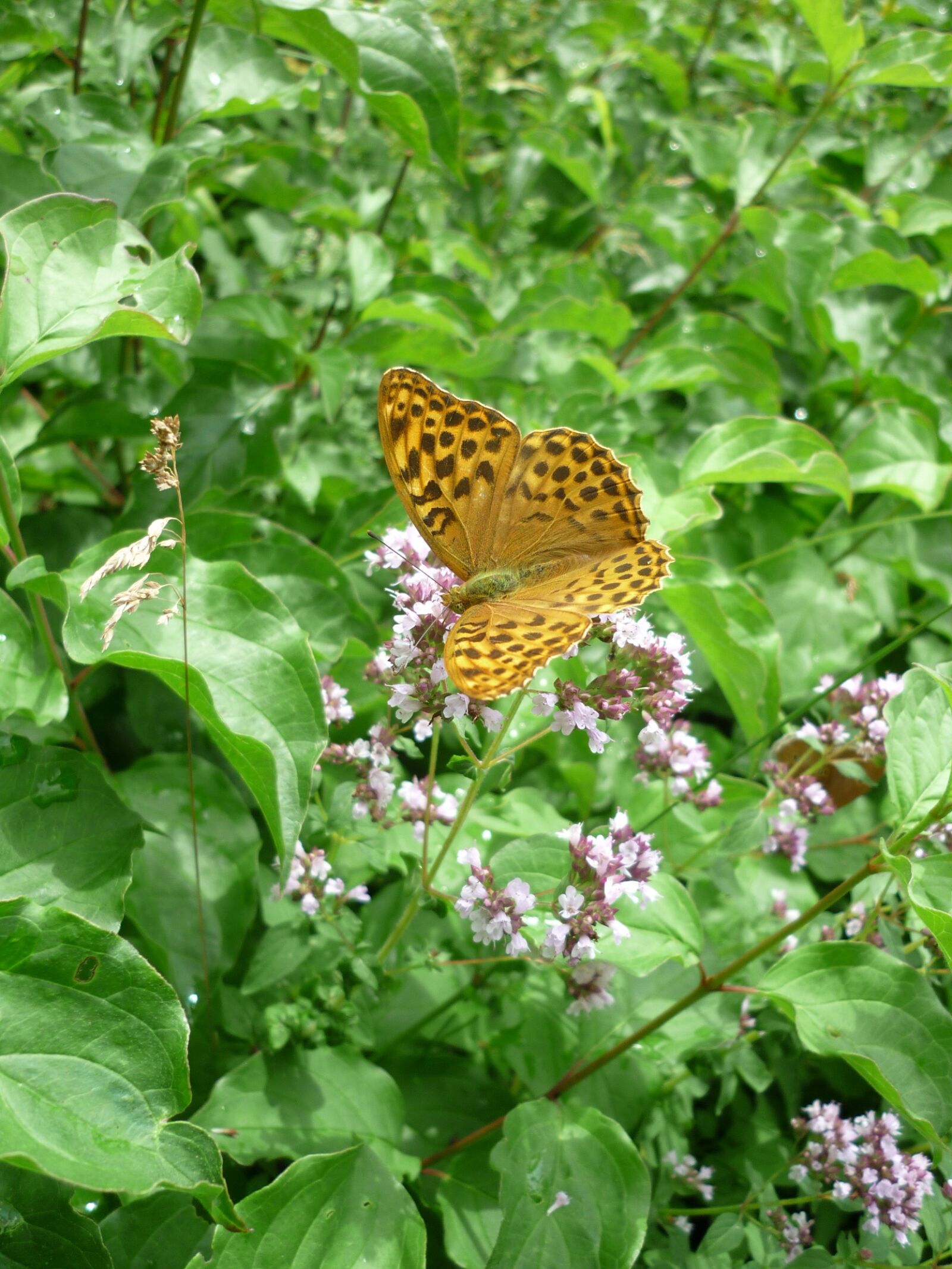 Panasonic Lumix DMC-FS6 sample photo. Fritillary, german butterfly, nature photography