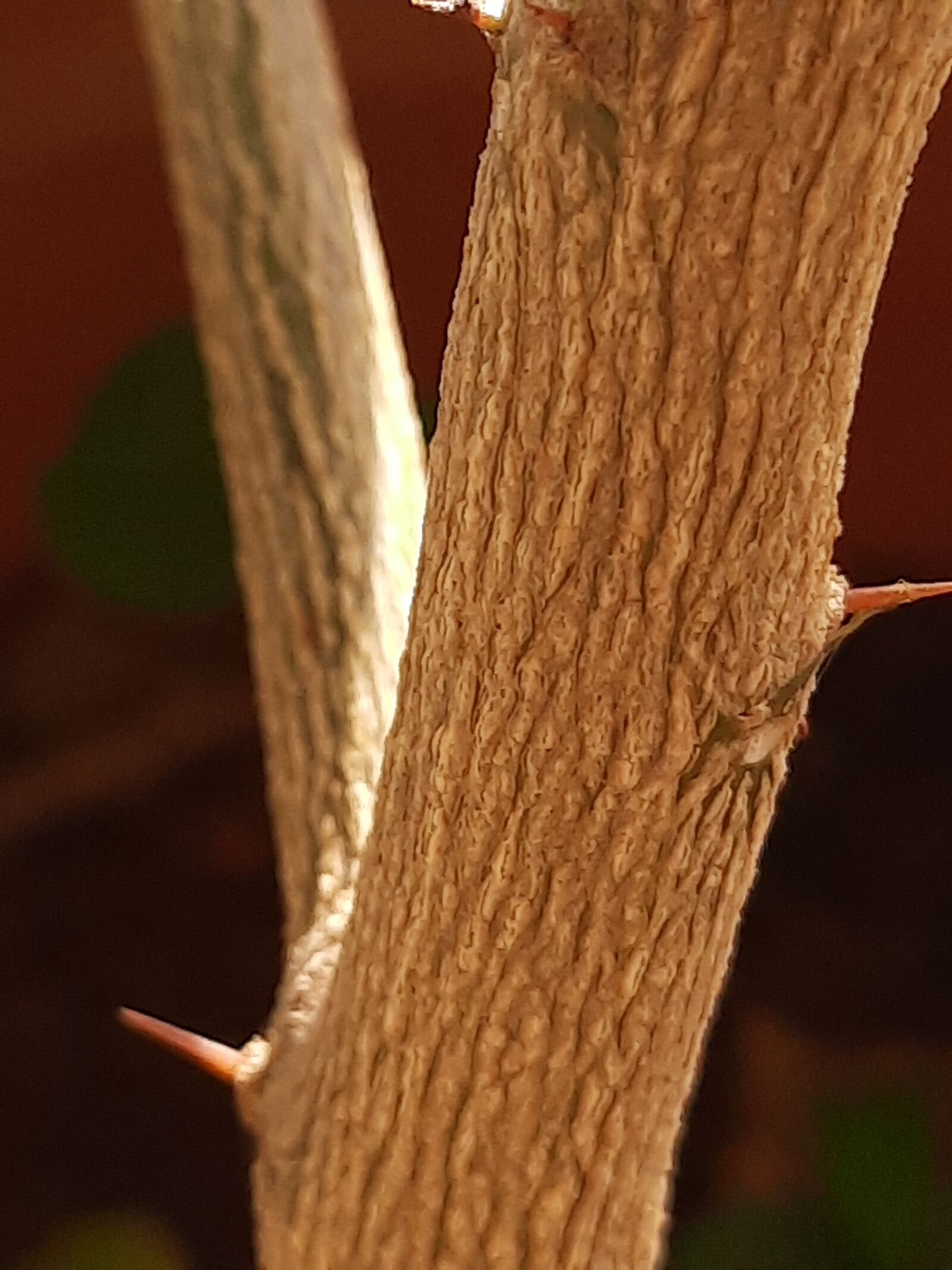 Samsung SM-M215F sample photo. Lemon tree, lemon stem photography