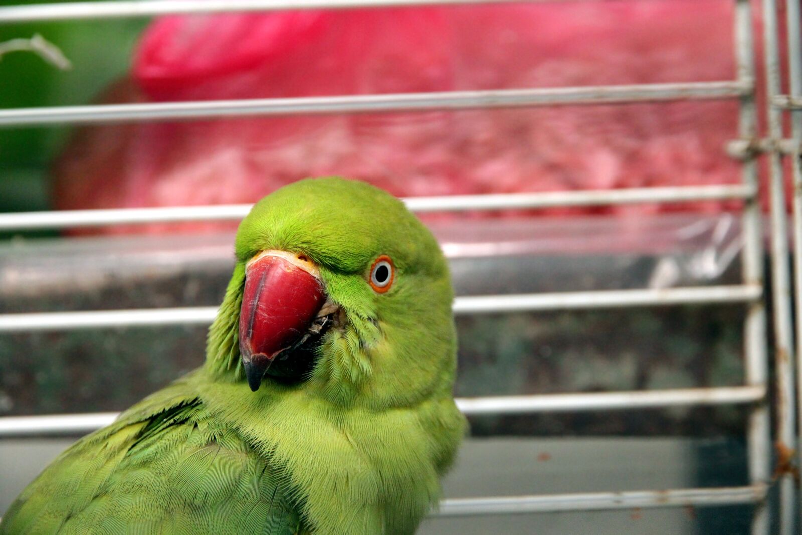 Canon EOS 650D (EOS Rebel T4i / EOS Kiss X6i) sample photo. Parrot, psittacula krameri, alexandrine photography