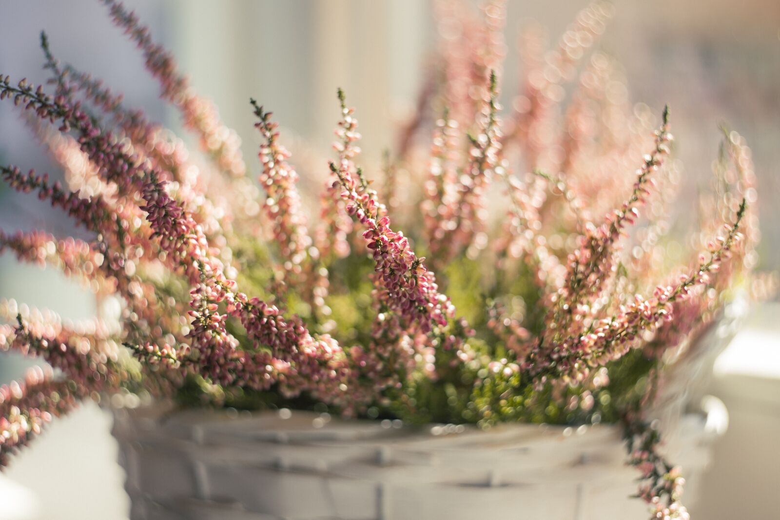 Canon EOS 6D sample photo. Nature, background, blossom photography