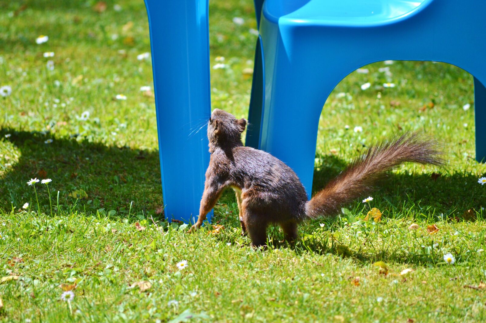 Nikon D3200 sample photo. Squirrel, nager, rodent photography