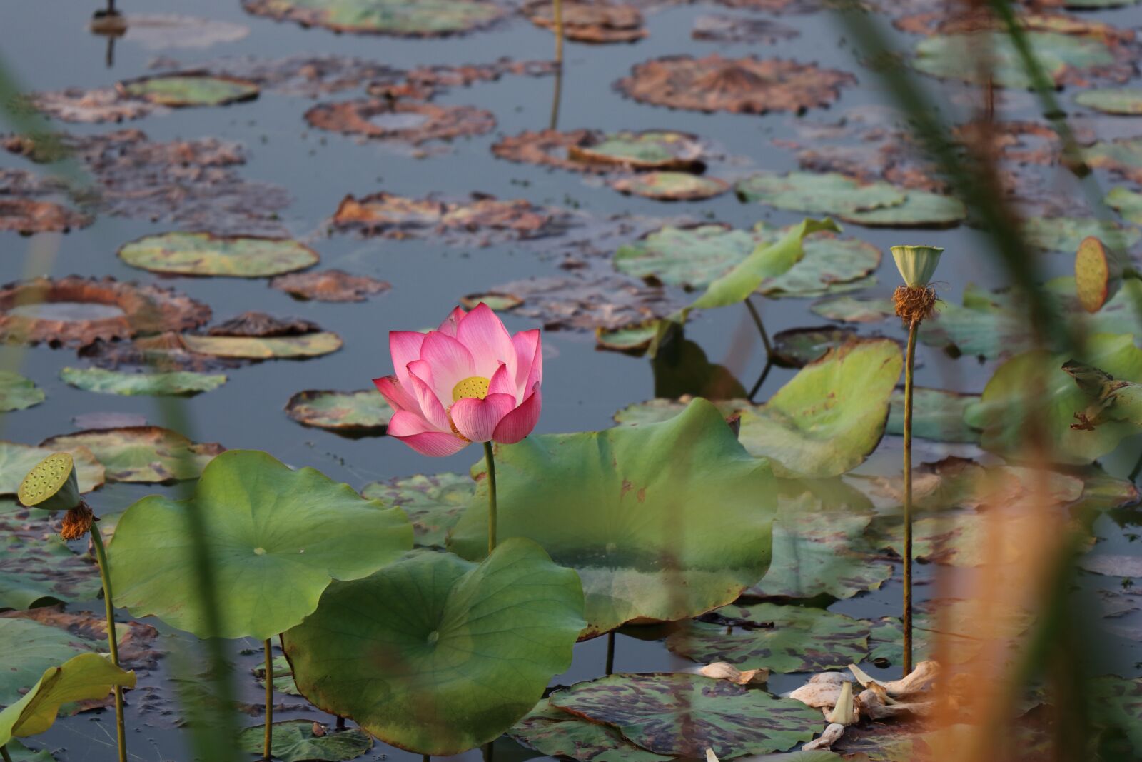 Canon EOS 80D sample photo. Lotus, bloom photography