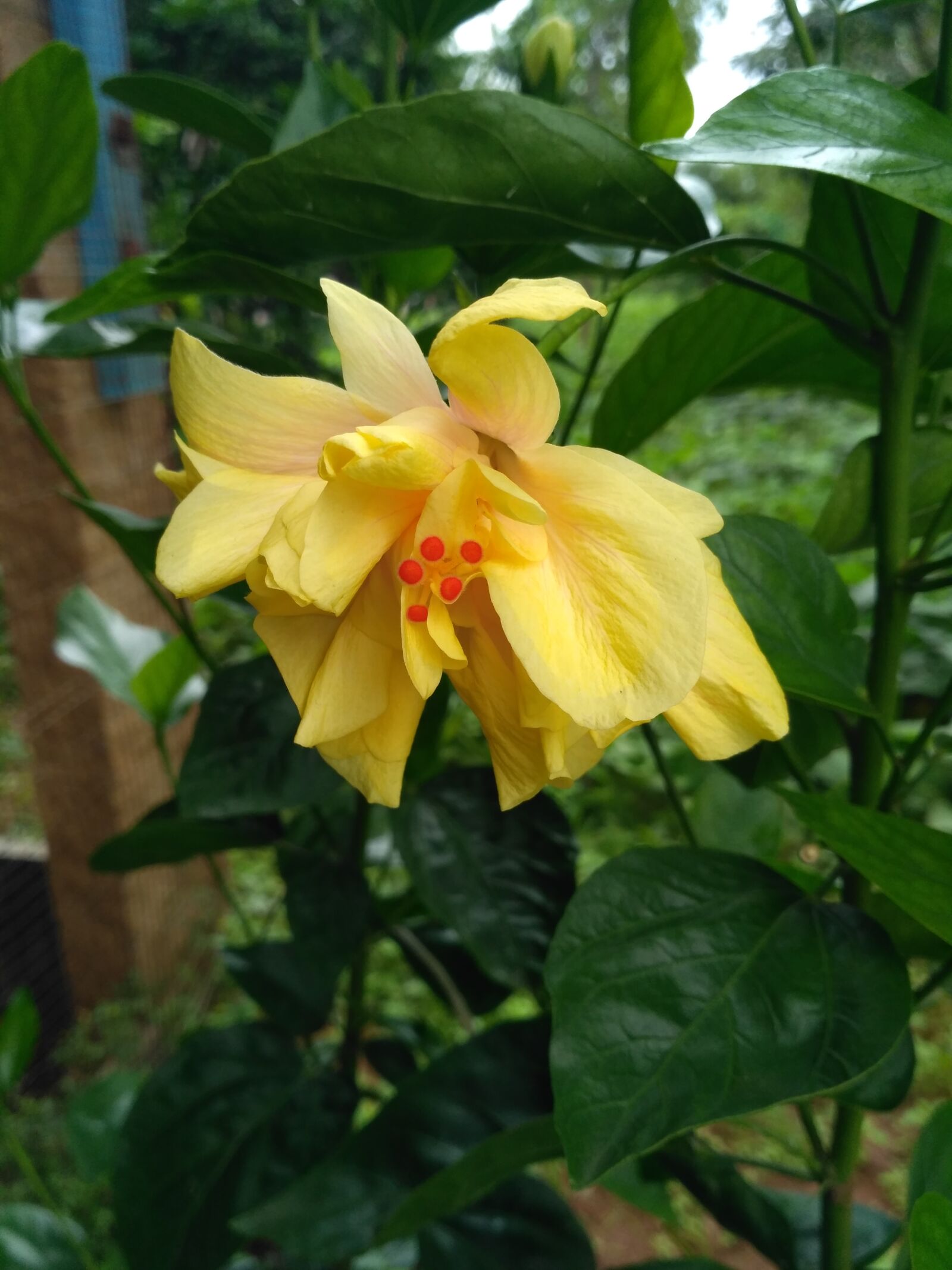 Xiaomi Redmi 3S sample photo