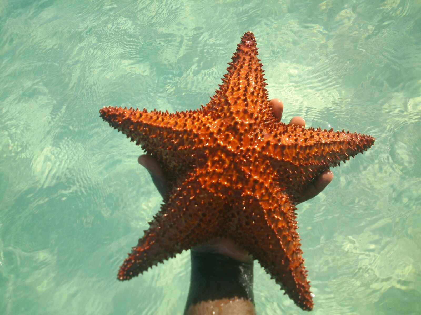 Sony Ericsson Xperia P sample photo. Star, sea, blue photography