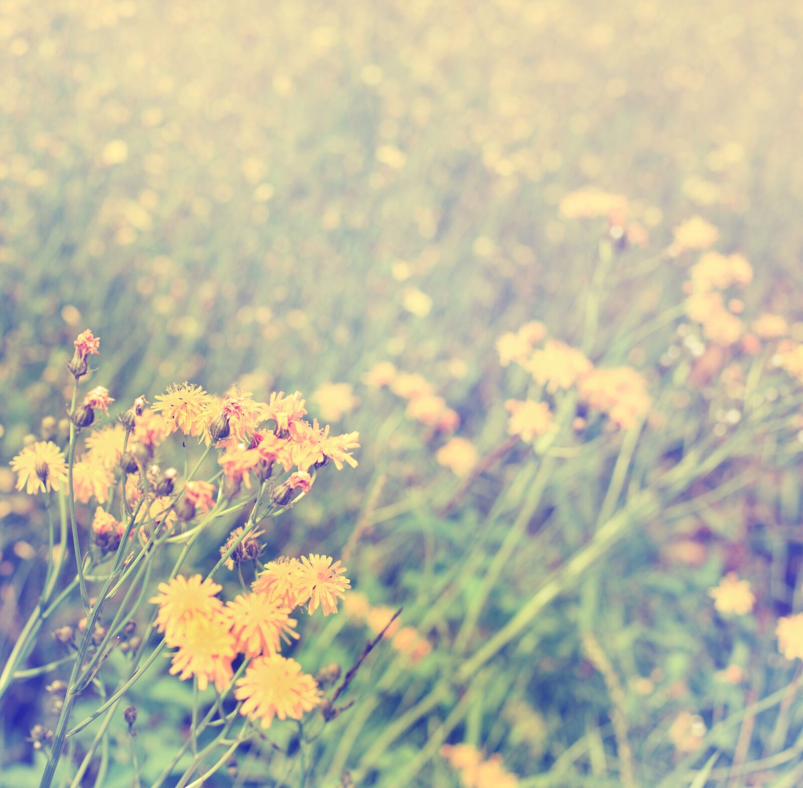 Canon EOS-1Ds Mark III sample photo. Dandelion field, dandelion, flower photography