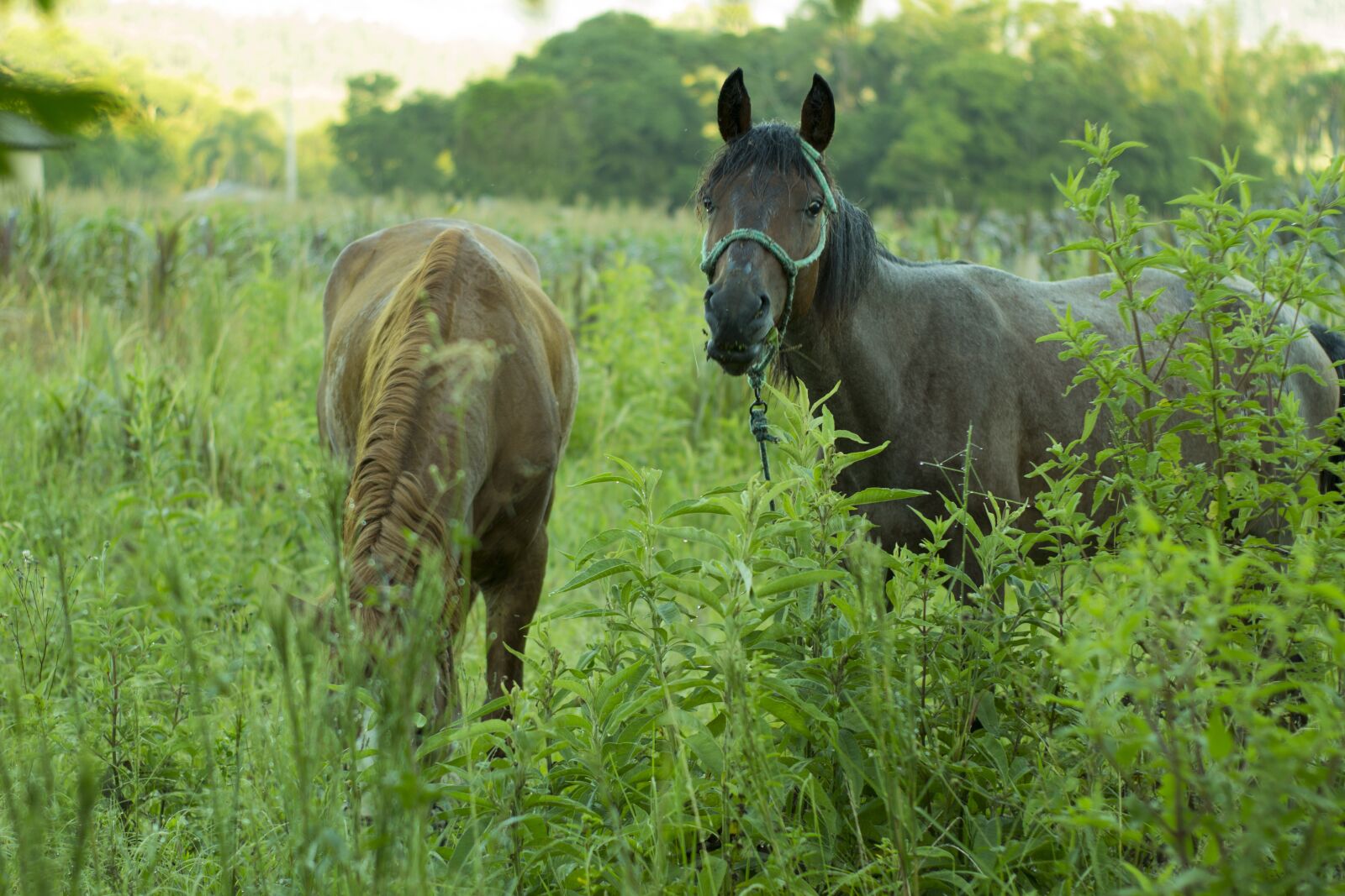 Canon EOS 700D (EOS Rebel T5i / EOS Kiss X7i) sample photo. Horses, two, field photography