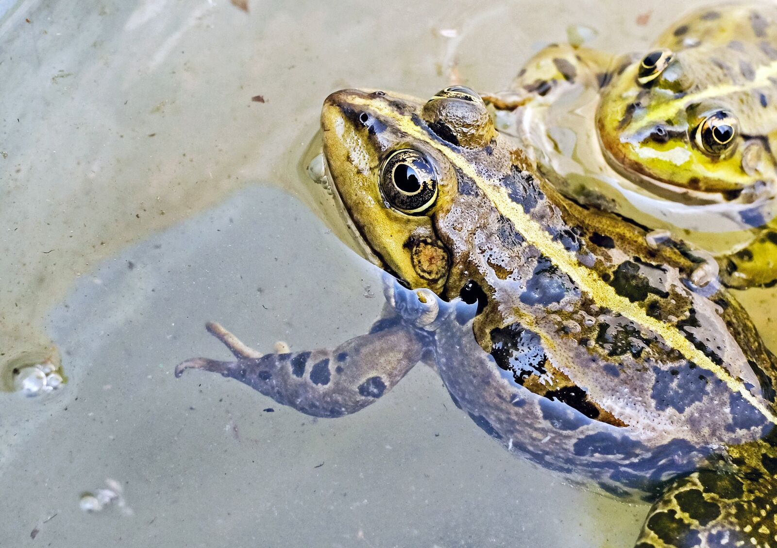 Fujifilm X-T10 + Fujifilm XF 35mm F1.4 R sample photo. Frog, water frog, animal photography