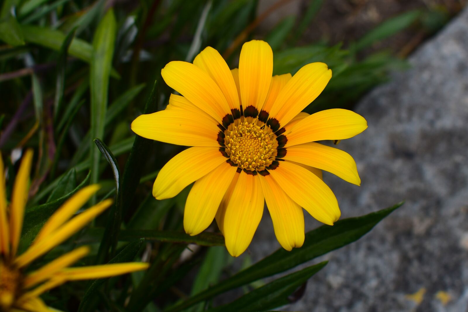 Nikon D3400 sample photo. Nature, plant, summer photography